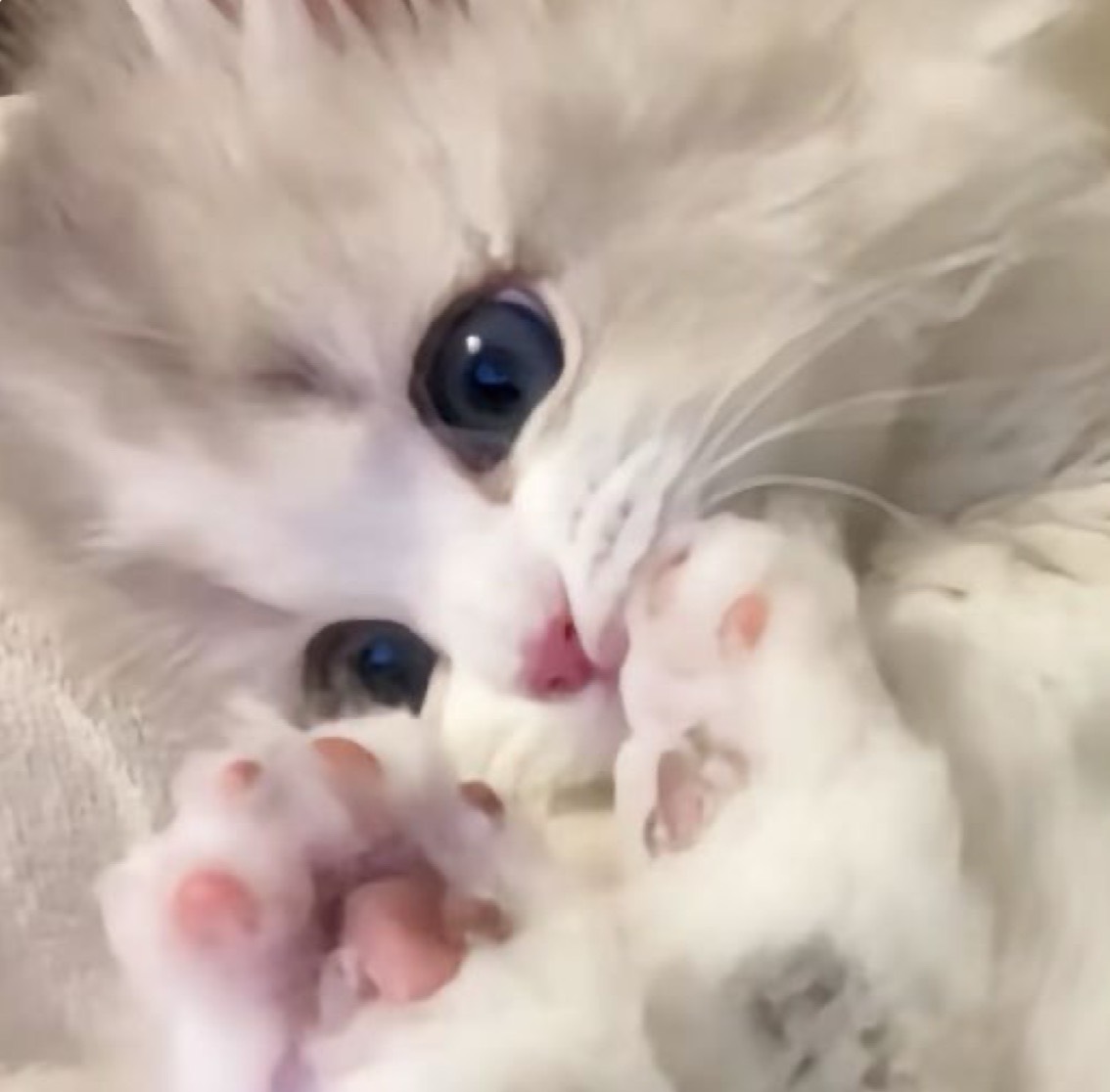 にゃんナノダ