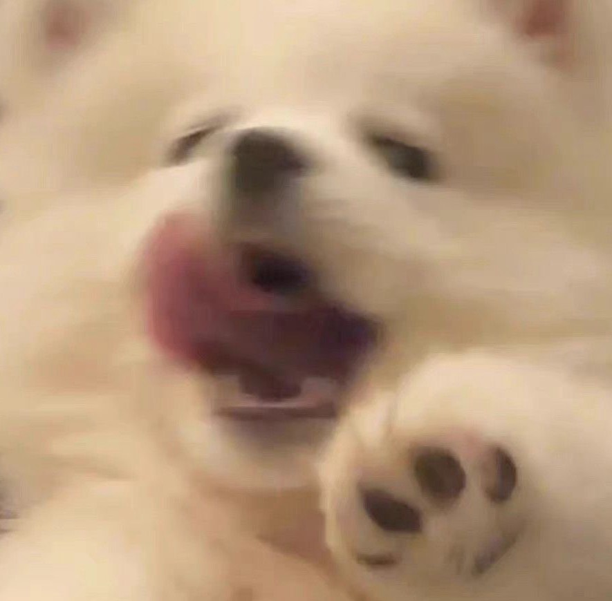 こぃぬ
