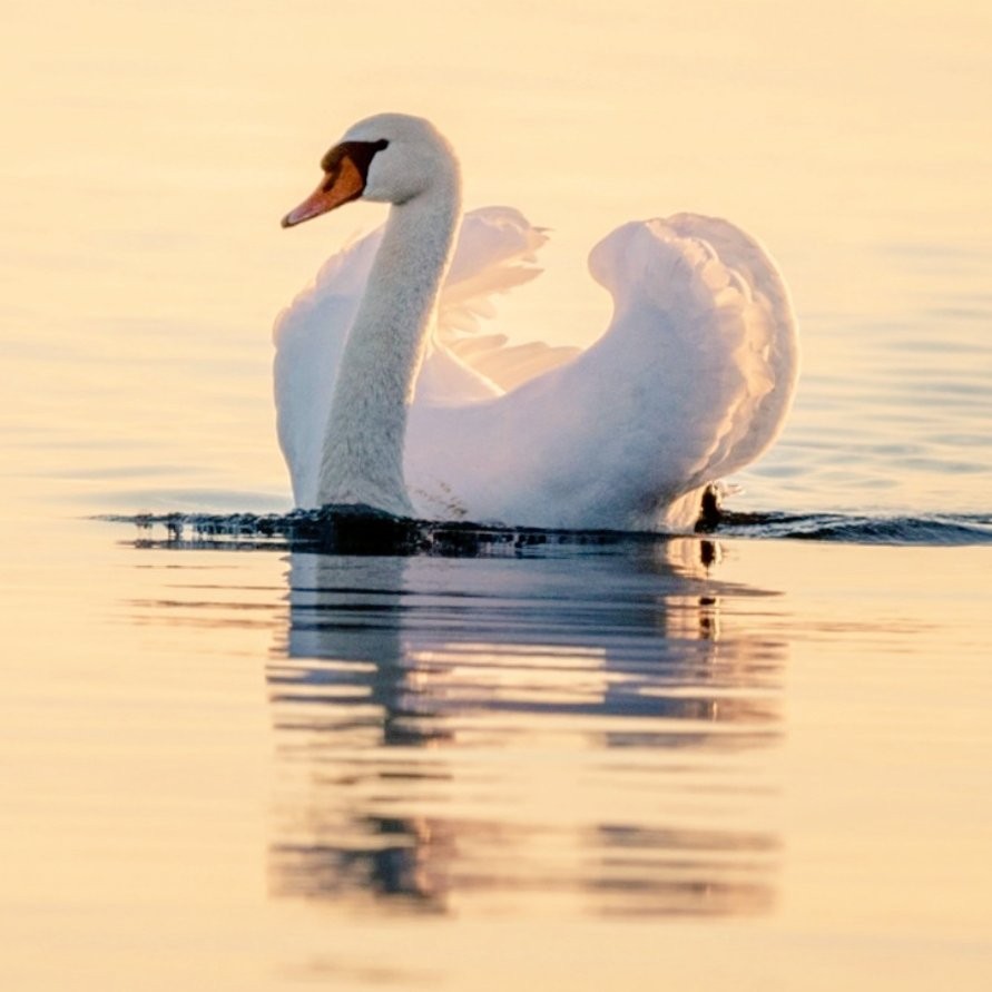 ྀི🦢レナ 🔗
