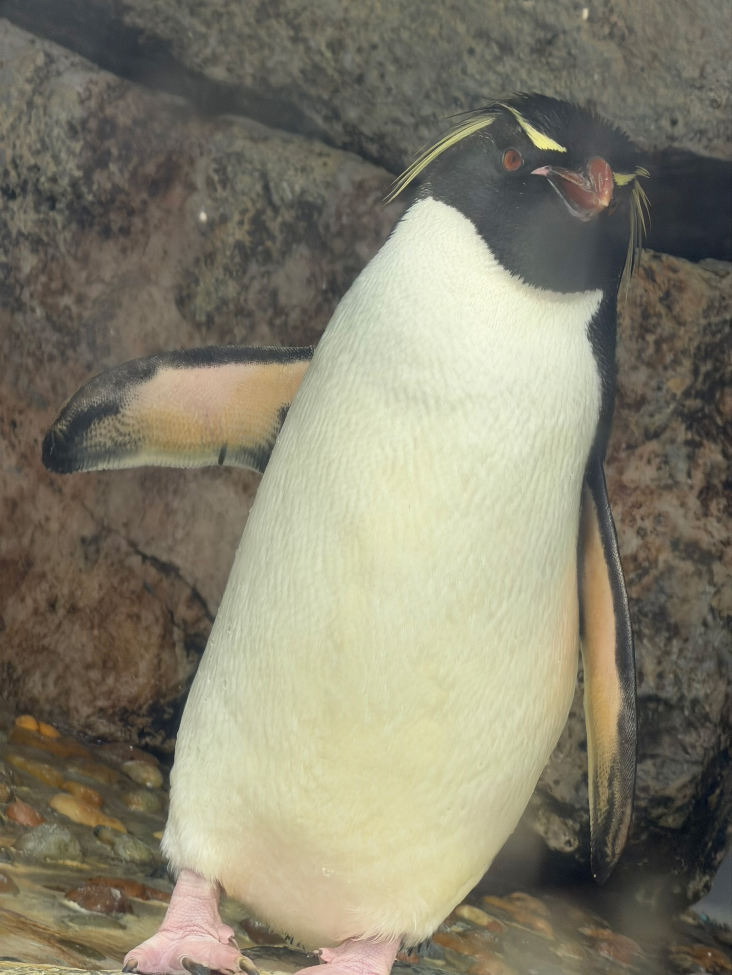 瑠伊