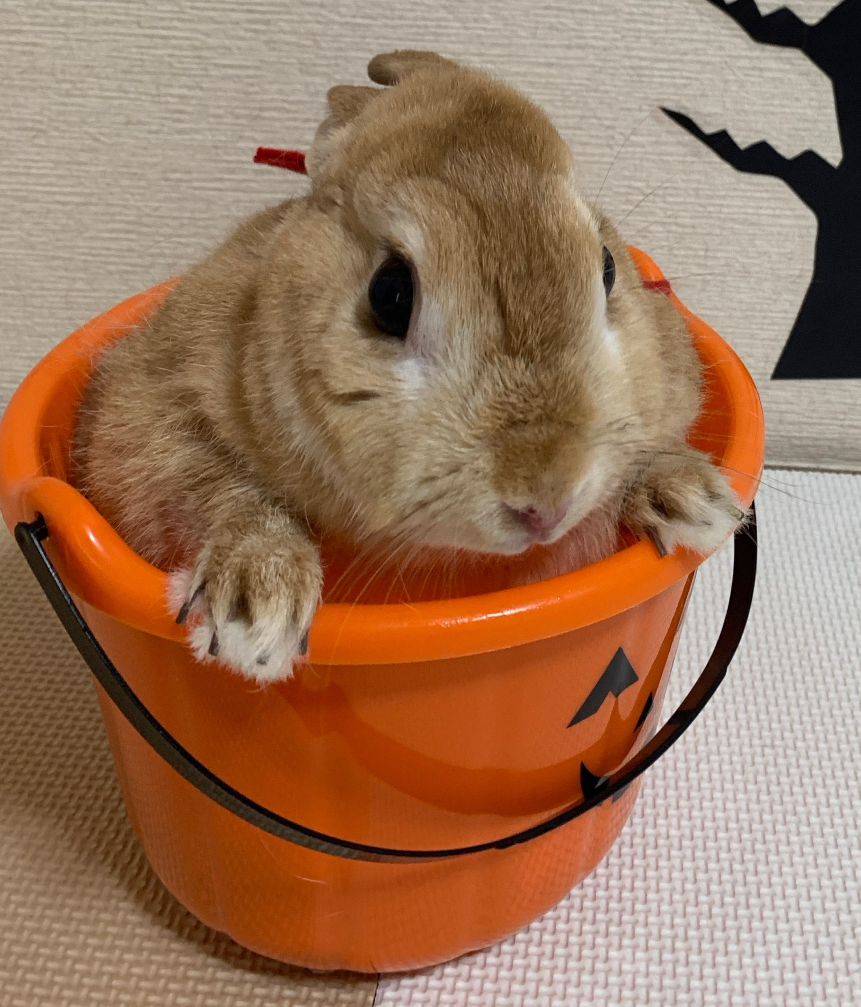 ぱぱの。⿻