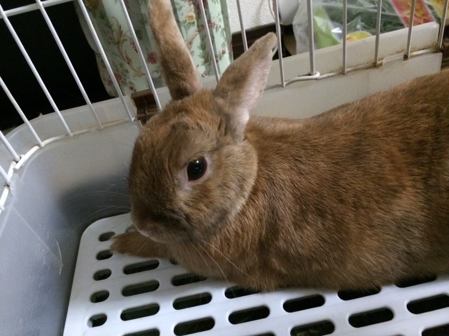 ころっけころっけ