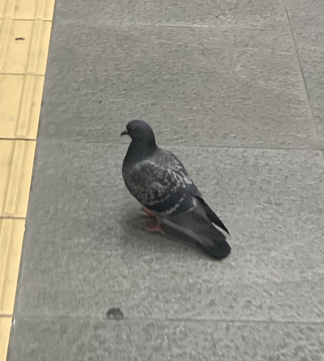 鳴り止まないガラガラへび