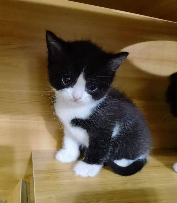 🐾踊り猫‎♪