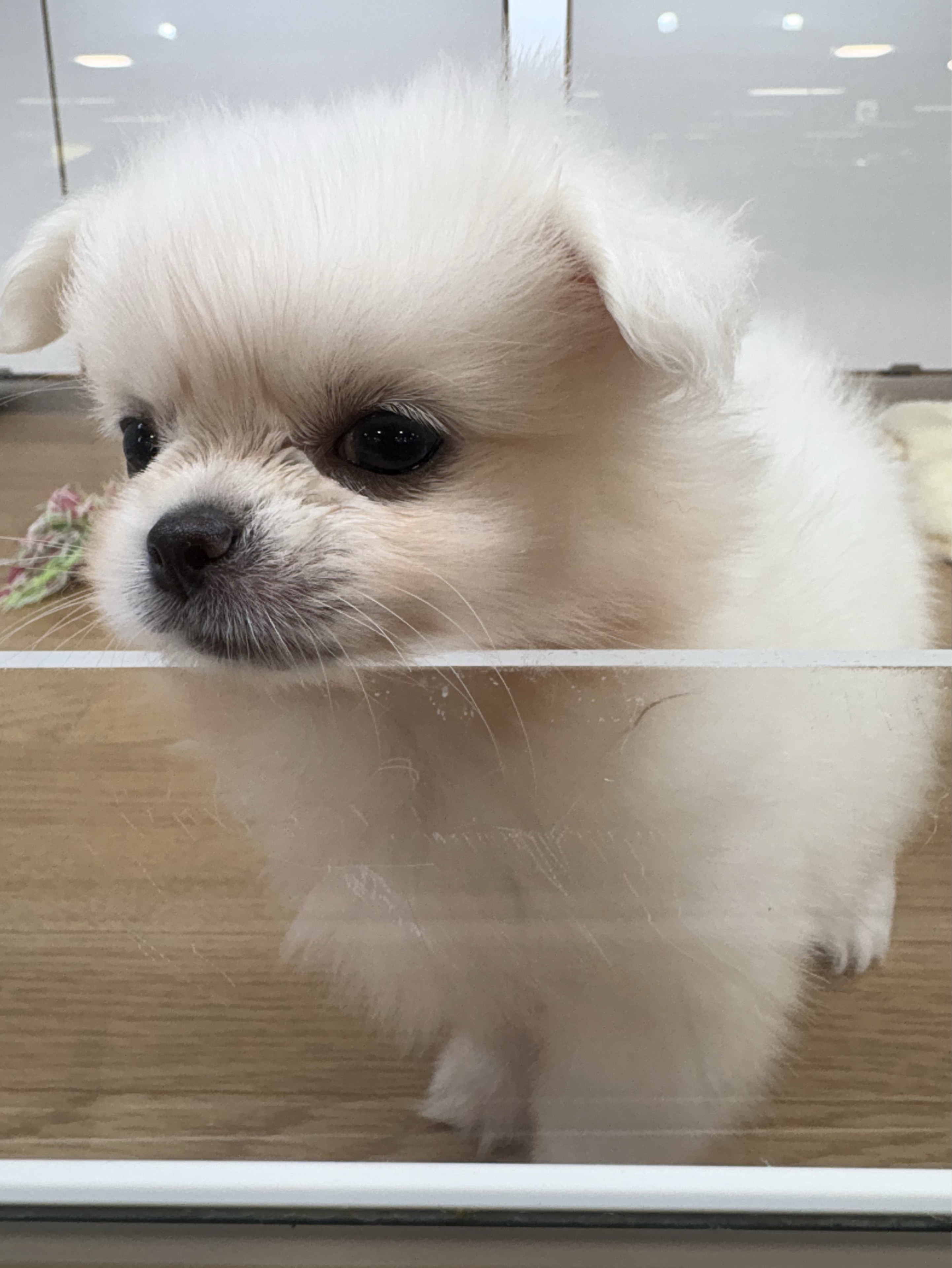 ᗦ↞◃𝑇 たいやき