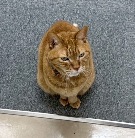 とろ