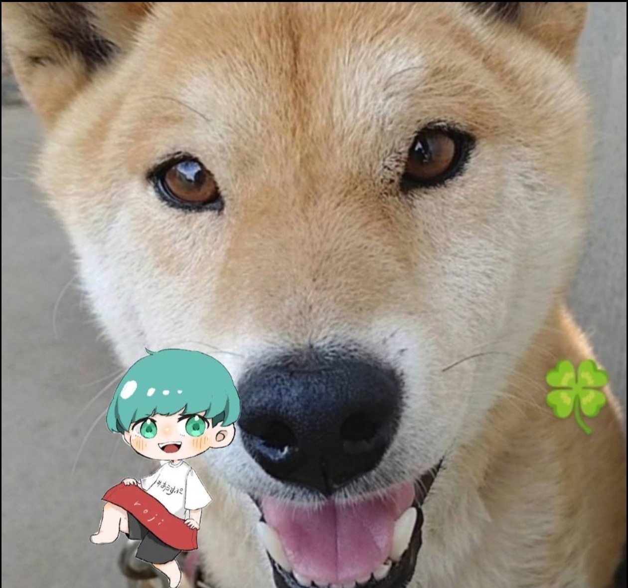 うさまめ 