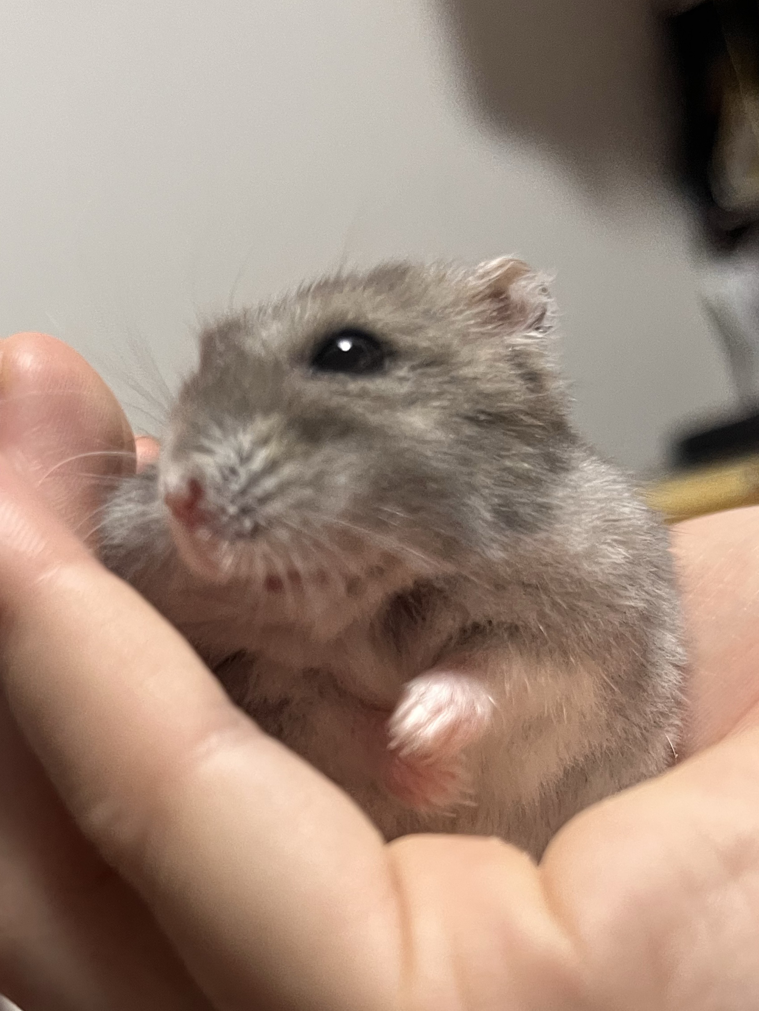 ゆ も 。