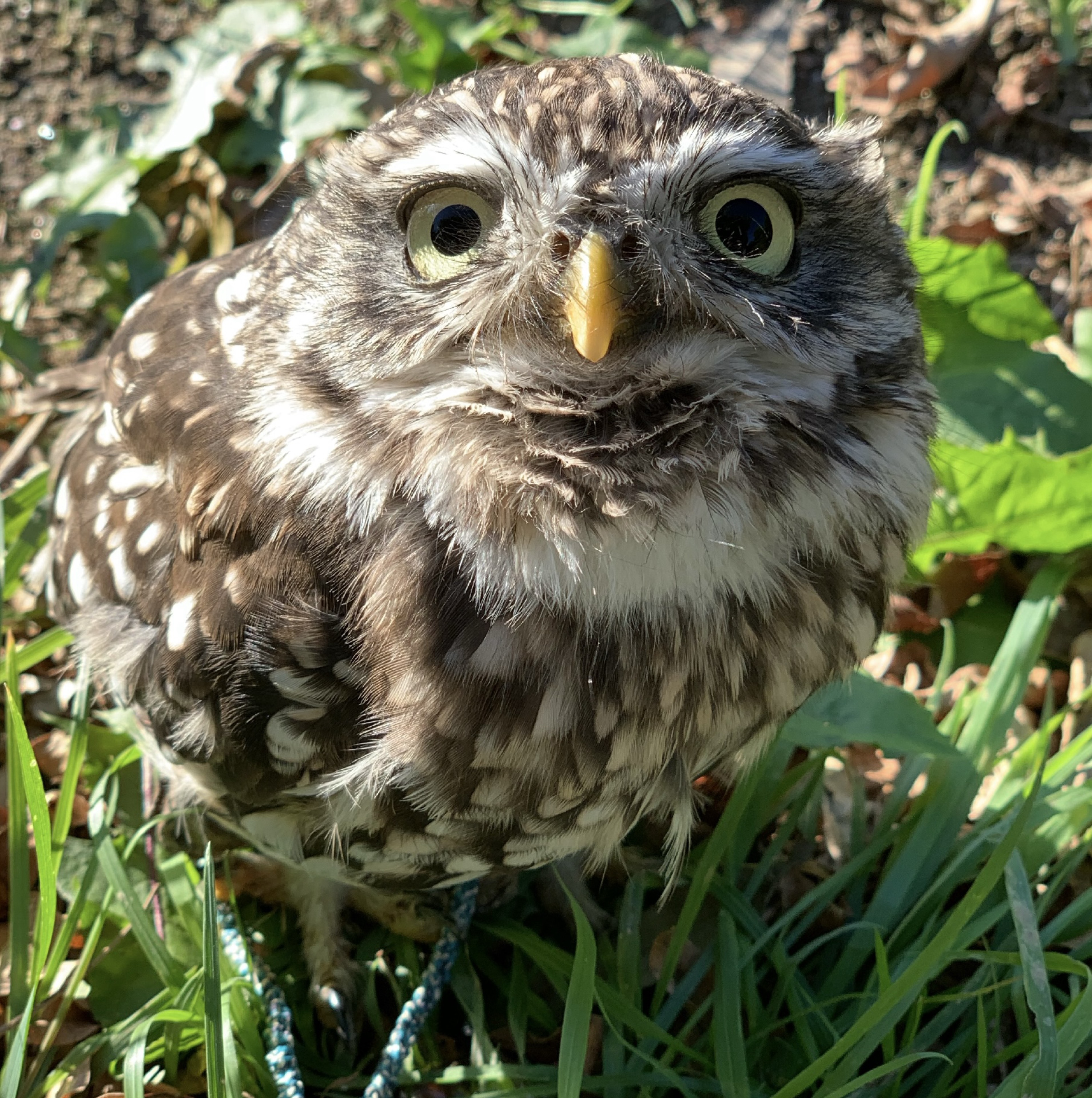 🦉鳥飼あうる
