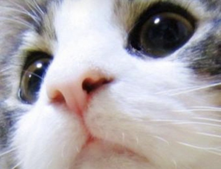 ふみにゃ（うたう猫）