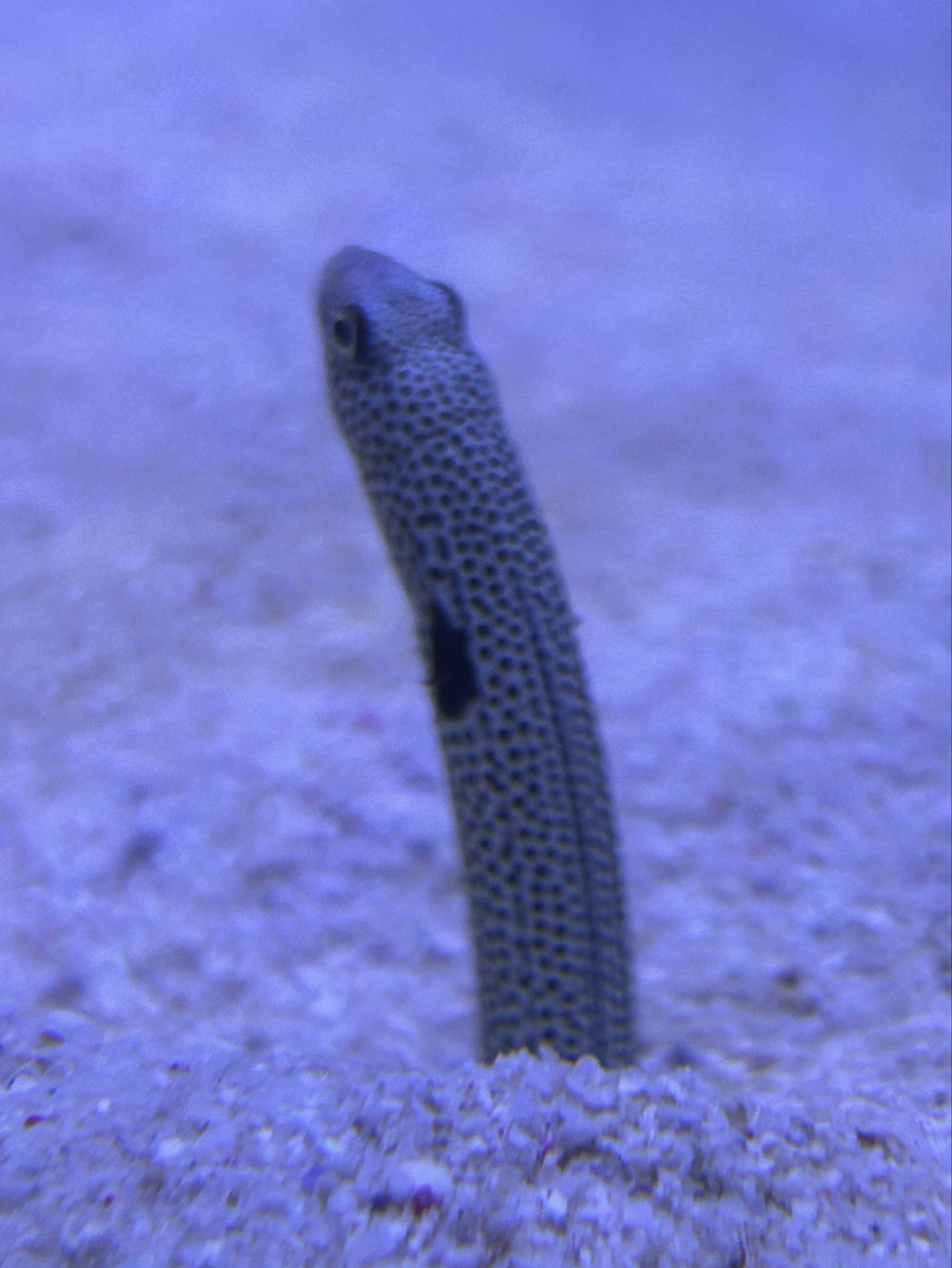 え る