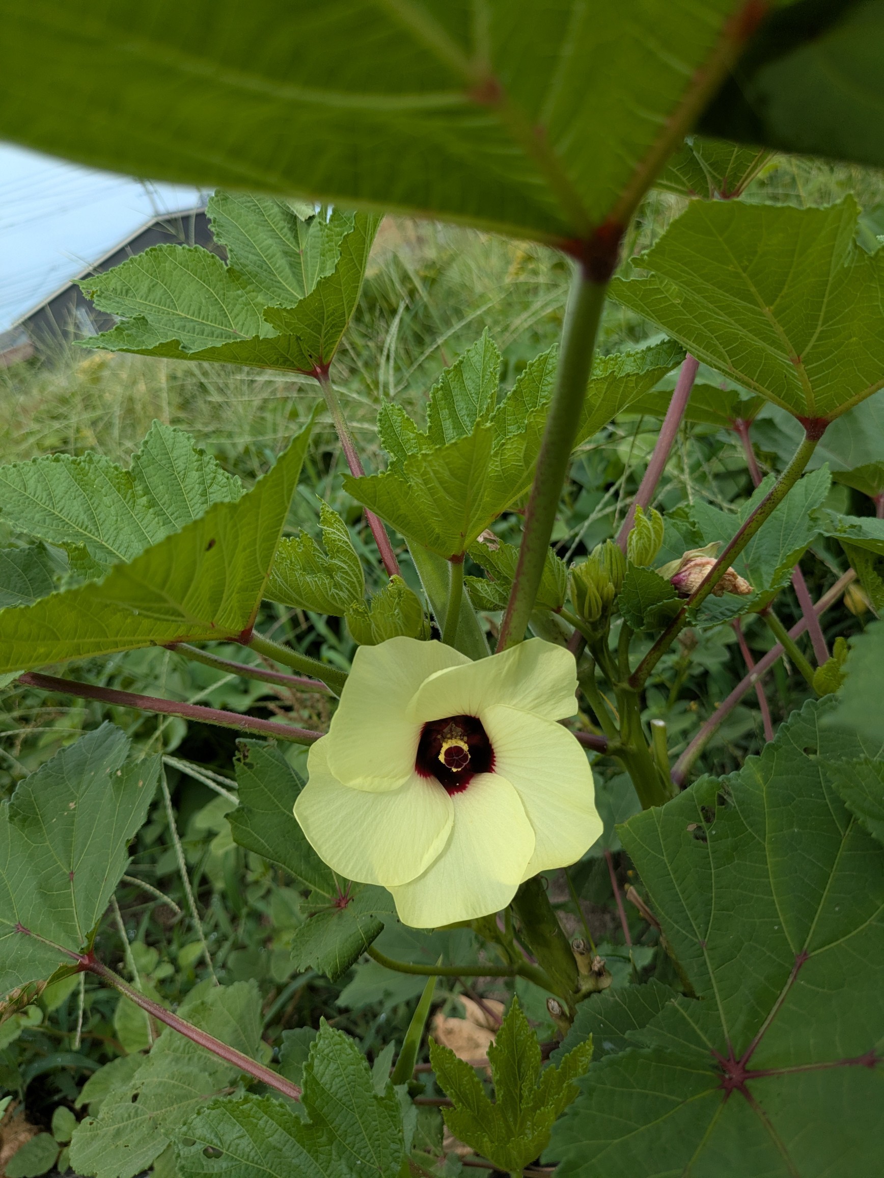 つくし