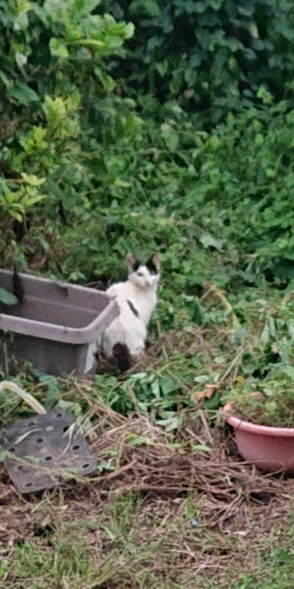 別班のさわむら
