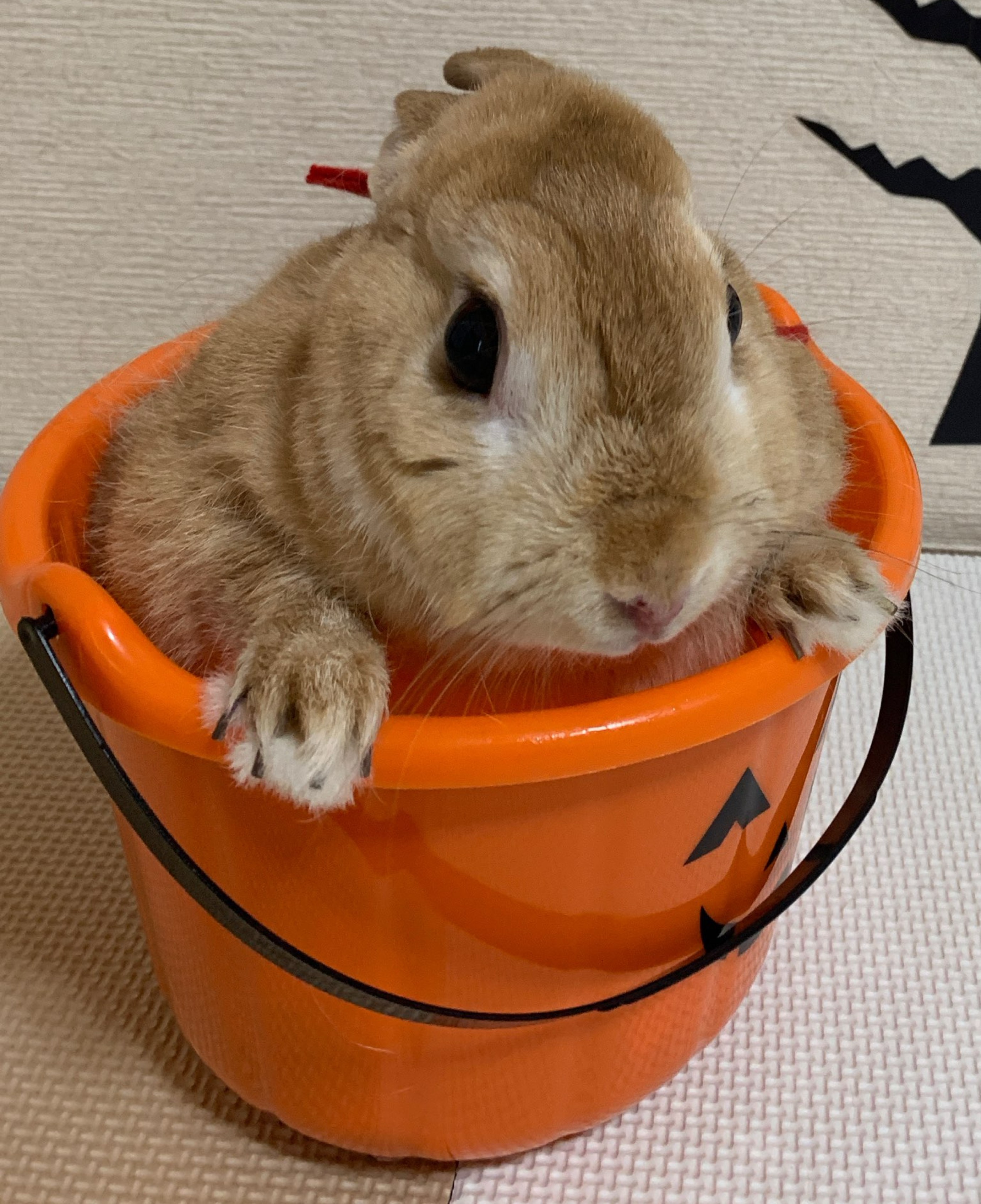 ぱぱの。⿻