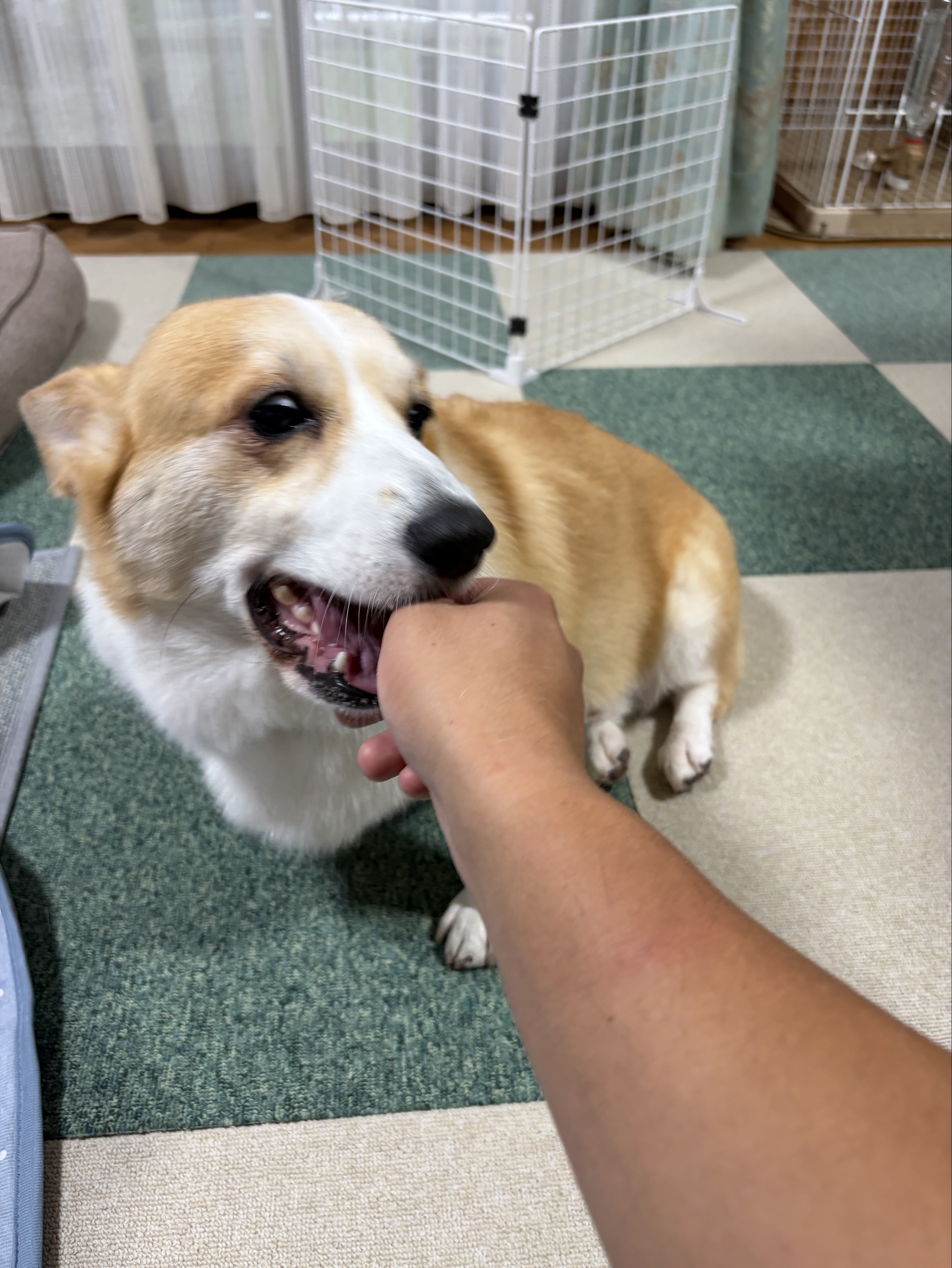 さんたむら。〜言いたい事も言えない筋肉〜