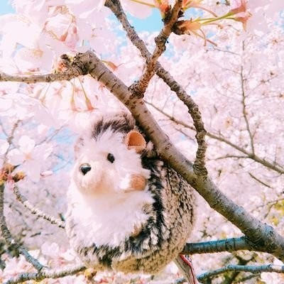 ふろしき