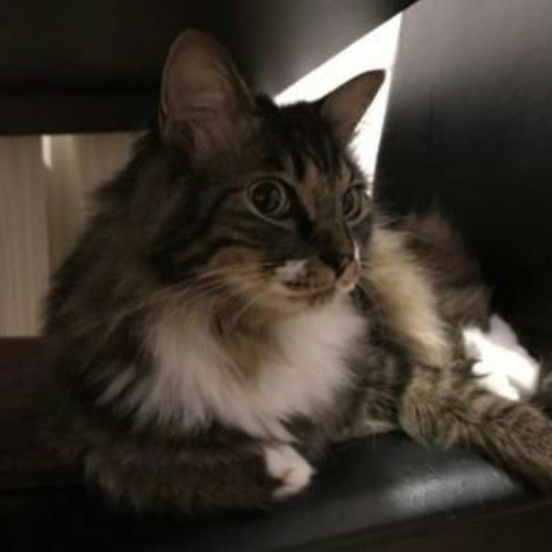 千影