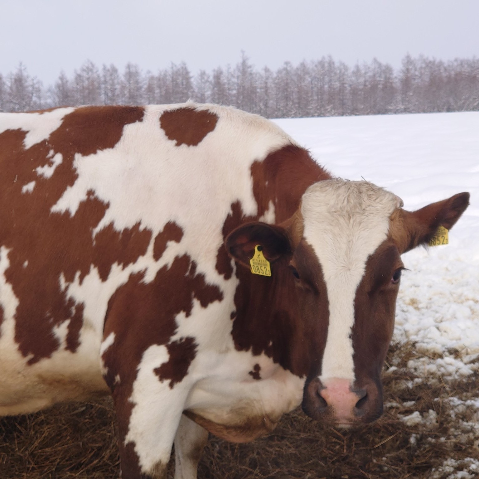 ㊴🐮クロ