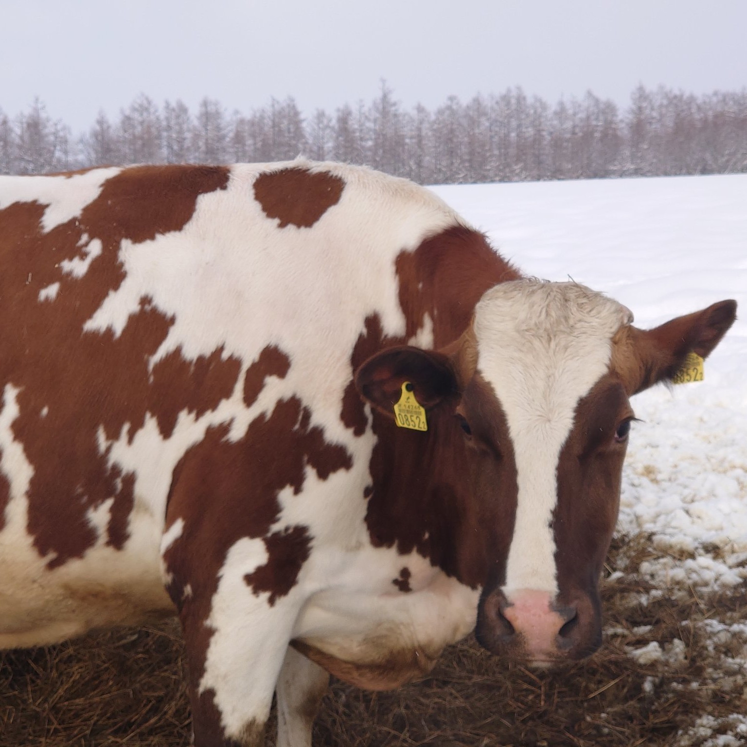 ㊴🐮クロ
