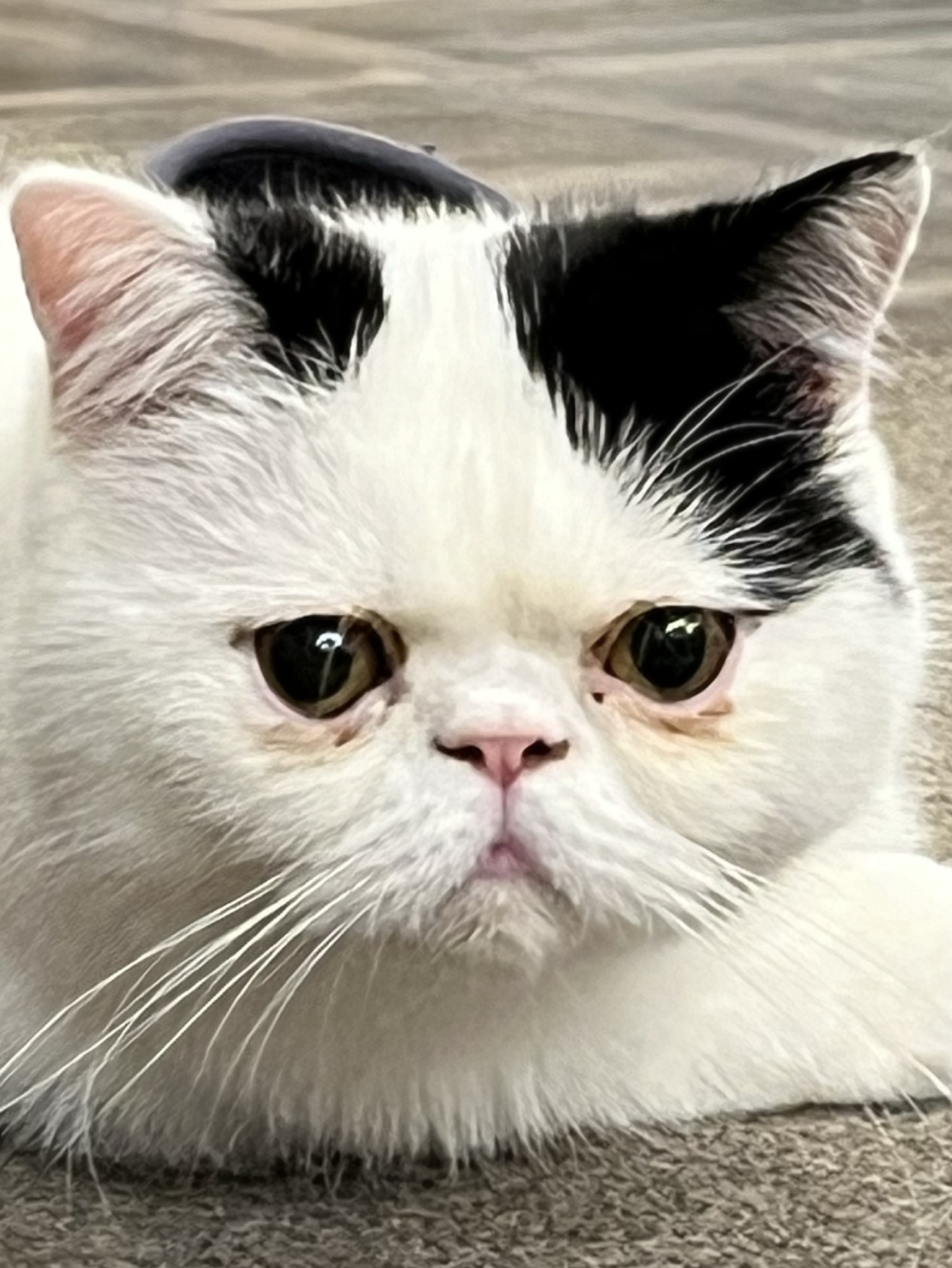 あさ.🥷