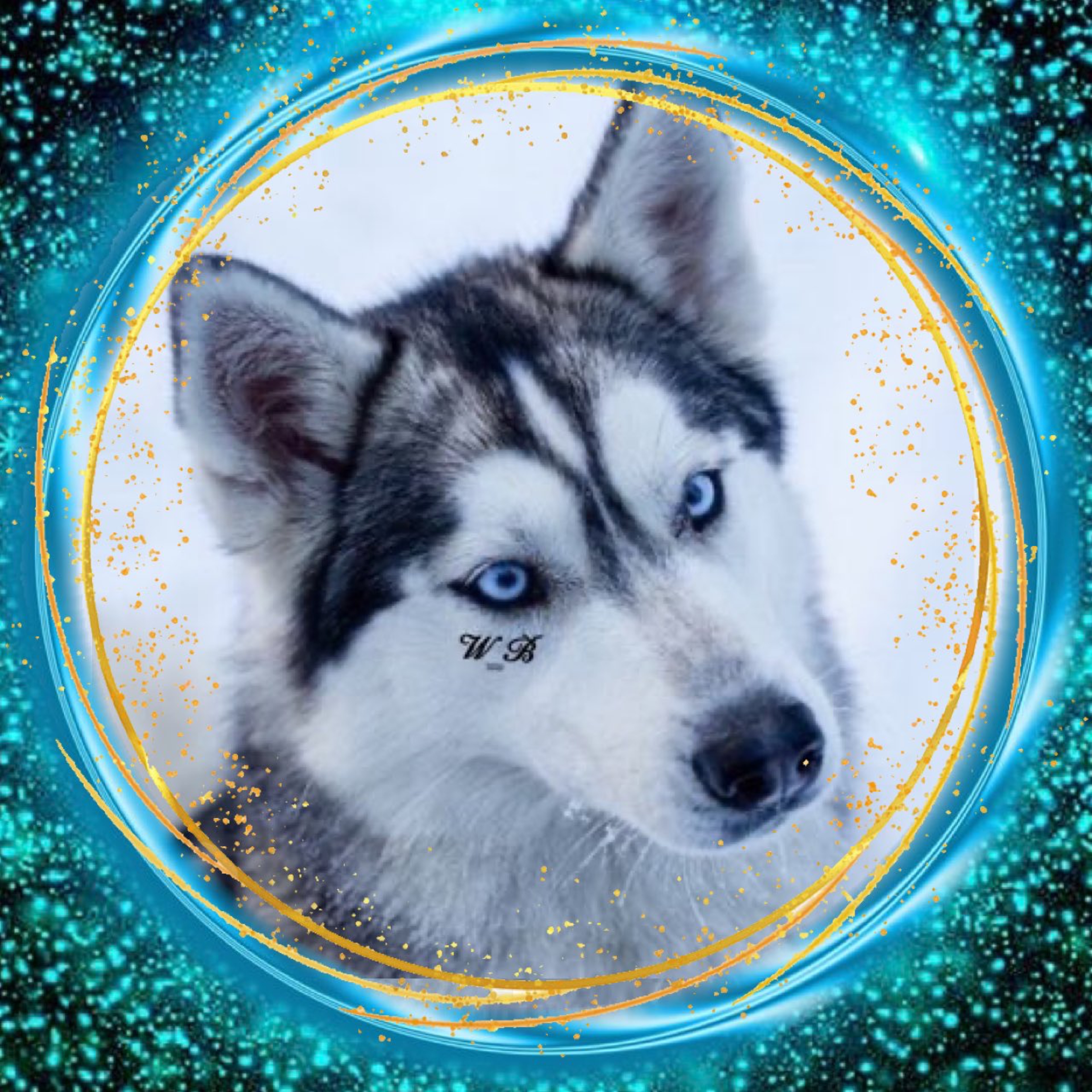 🐺 ࿆ᵂ𝓦olf 番犬❥.*·̩͙ ♕♝