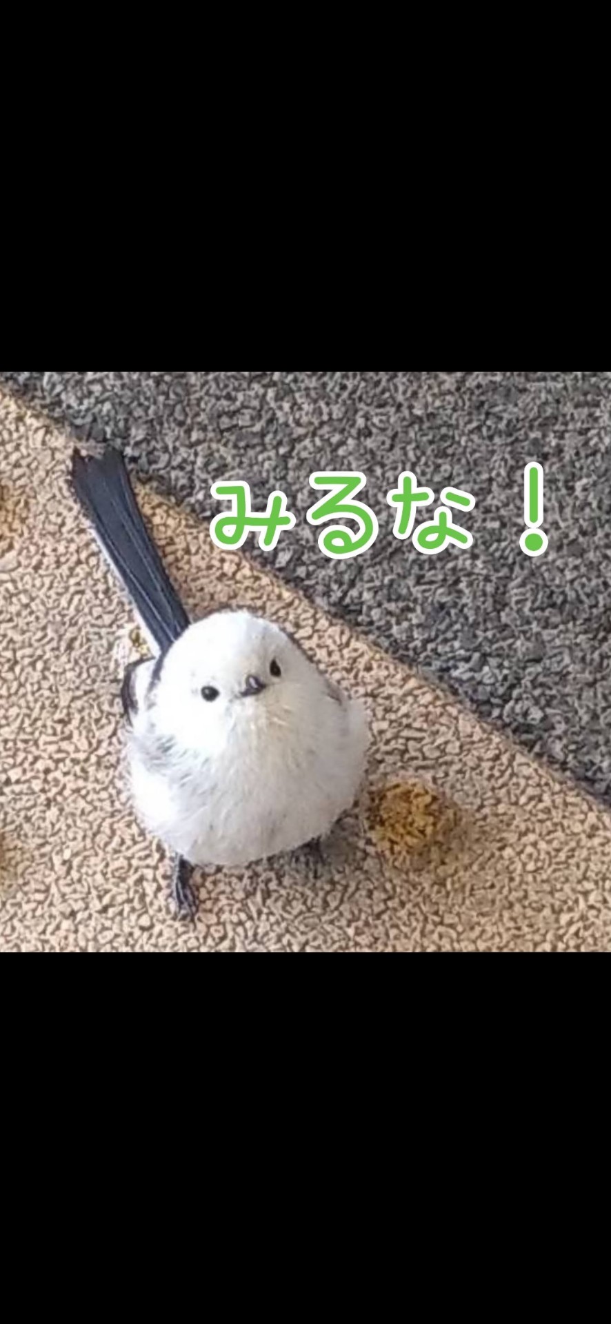 ももkichi🌽︎︎☁︎︎*.໒꒱‎