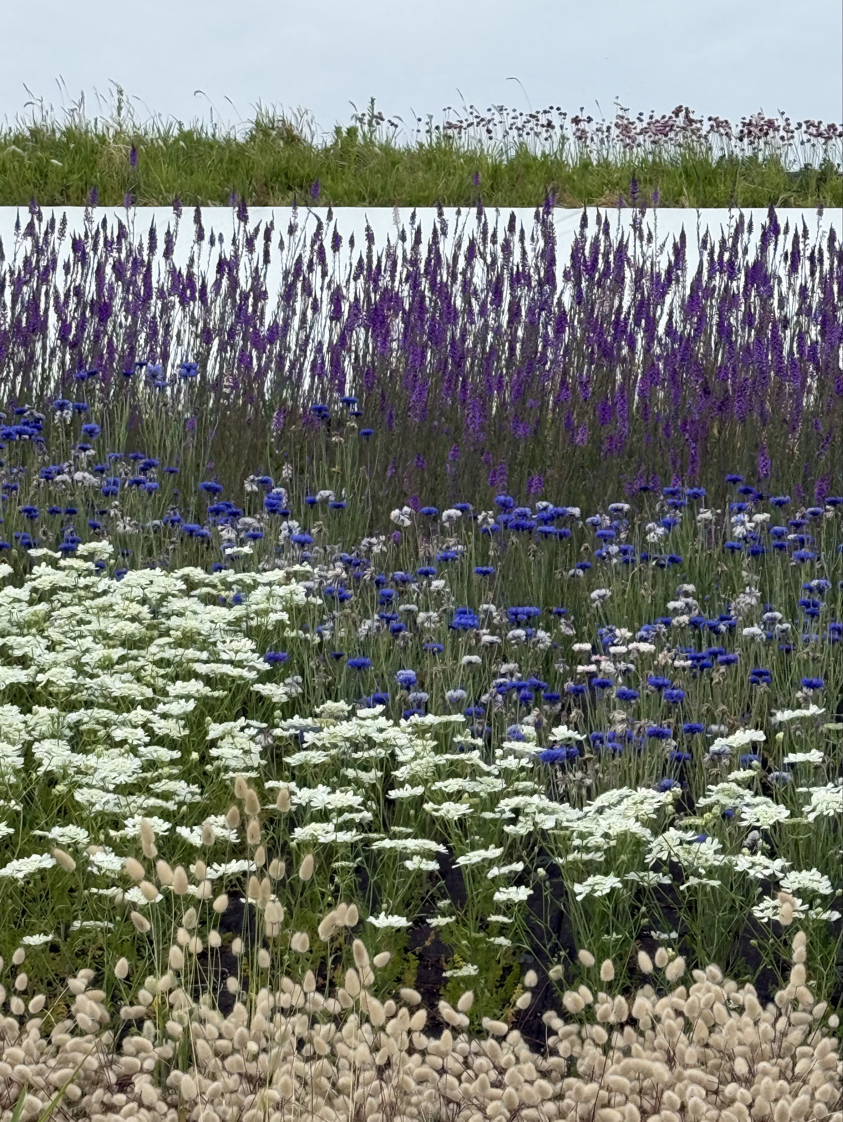 の草