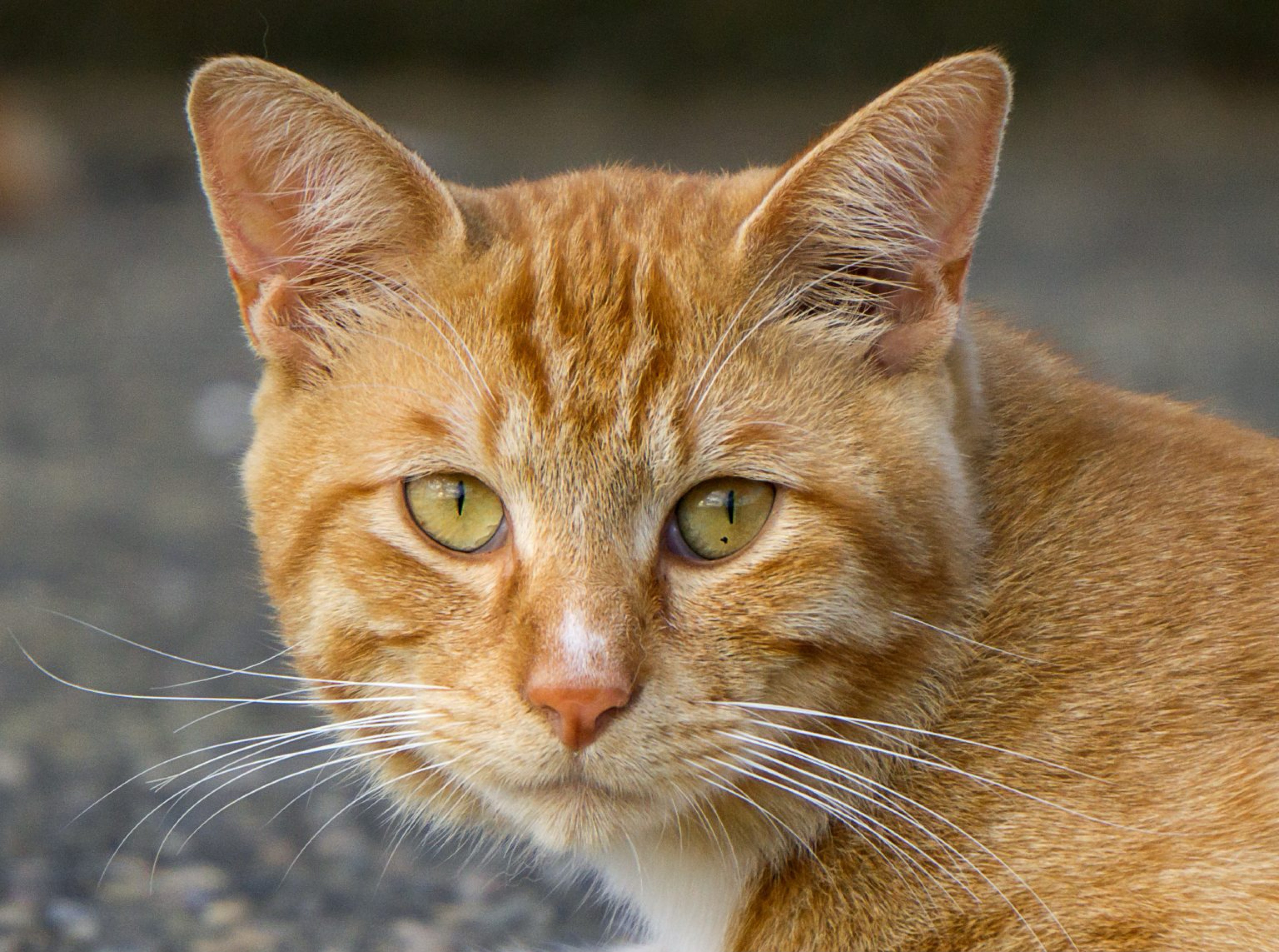 はっぴーこぬ（こたお、タナカ）🌟🌟