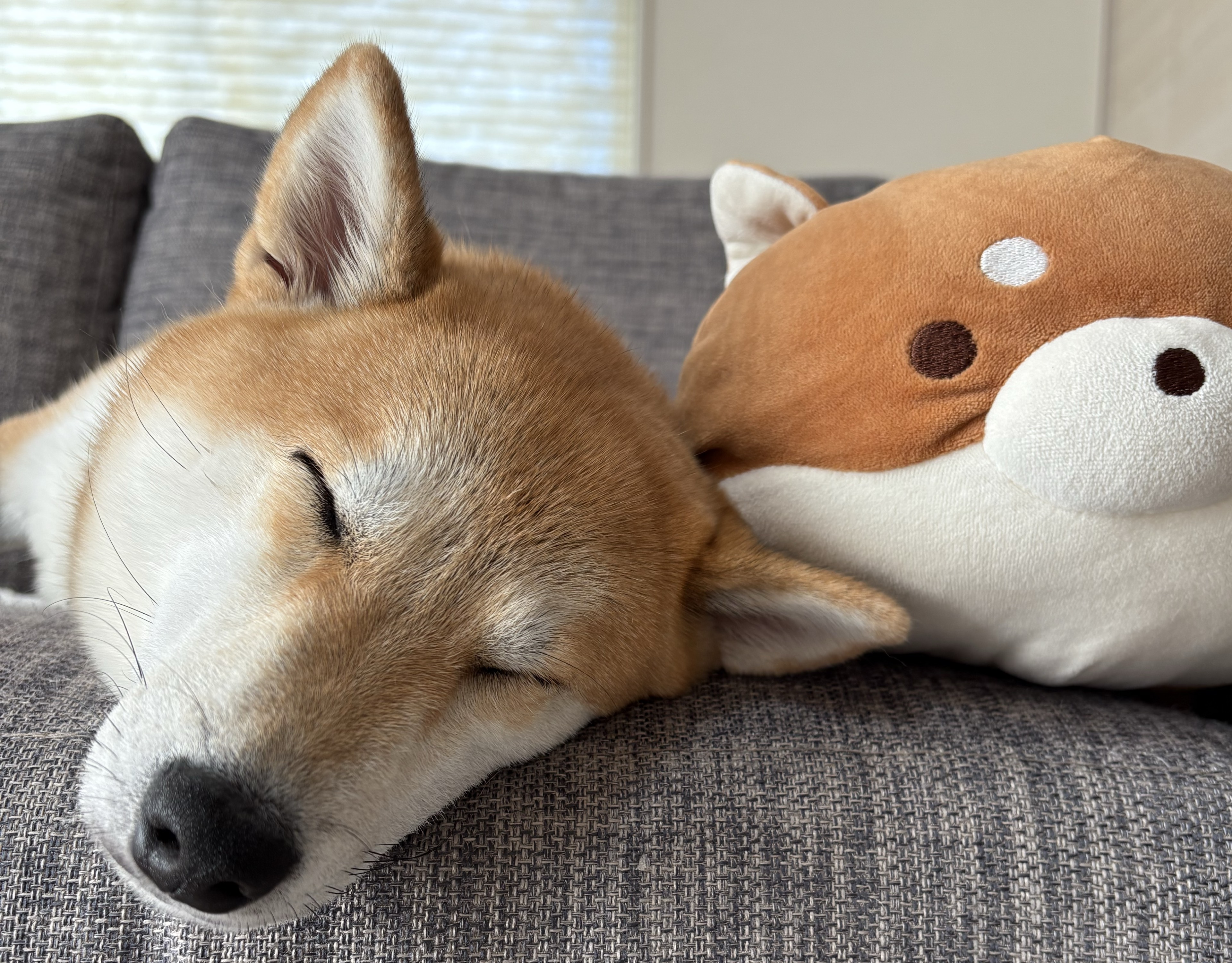 りんたろうꉂ𝕭̆̈❦︎ 癒🎂11/10