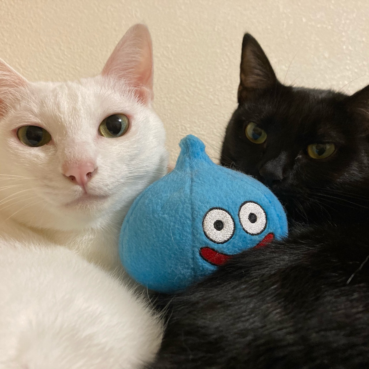 猫好き弾き語りゲーマー