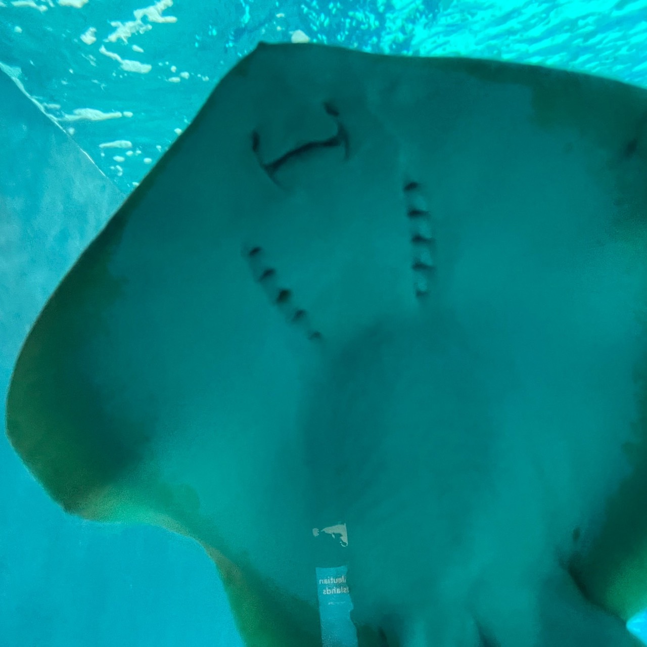 海鷂魚【エイ】