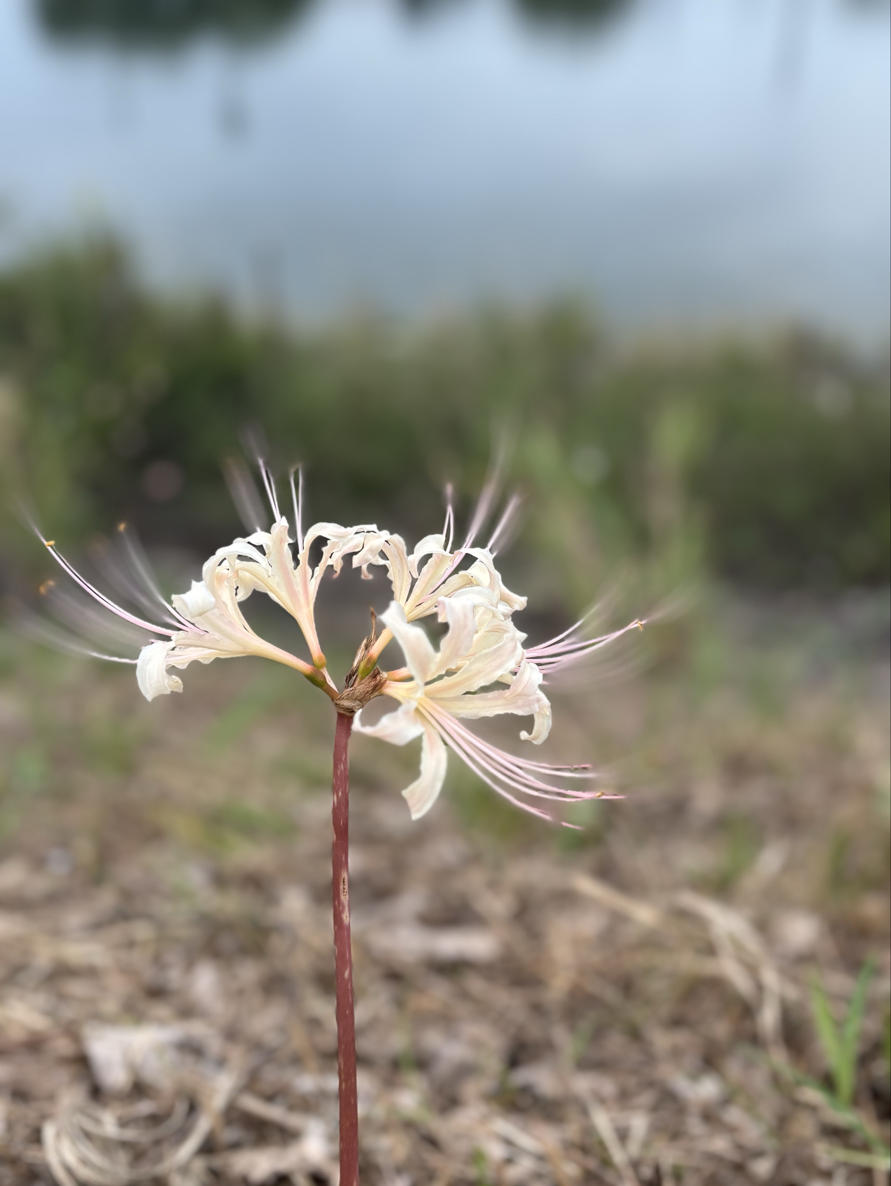 なー@暇人(ひまんちゅ)( ˙꒳˙  )