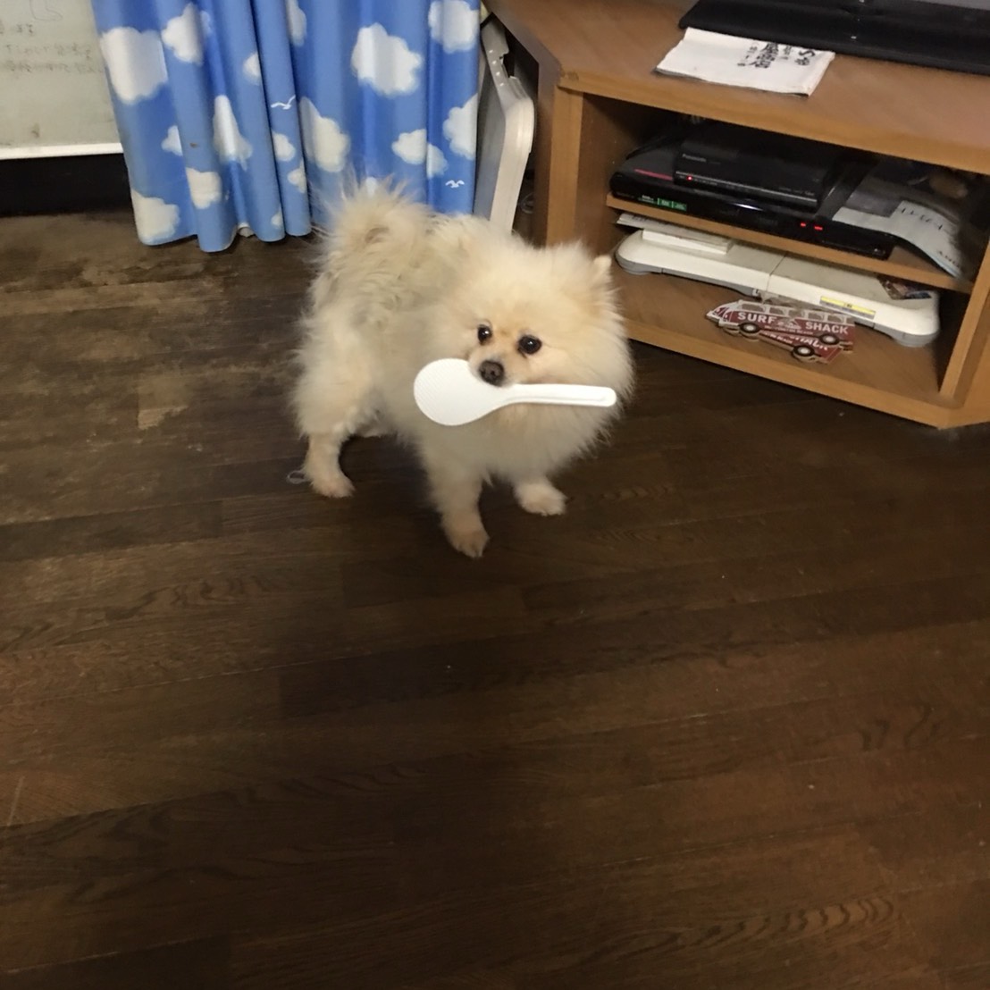 🐶ぽん太🍚@占い師