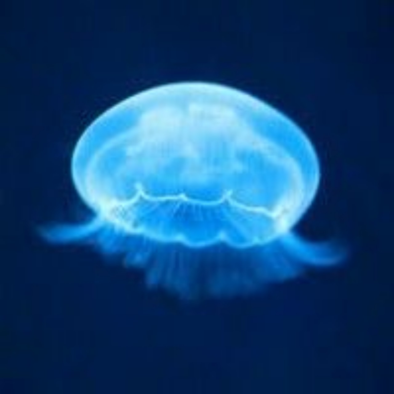 みっちょん