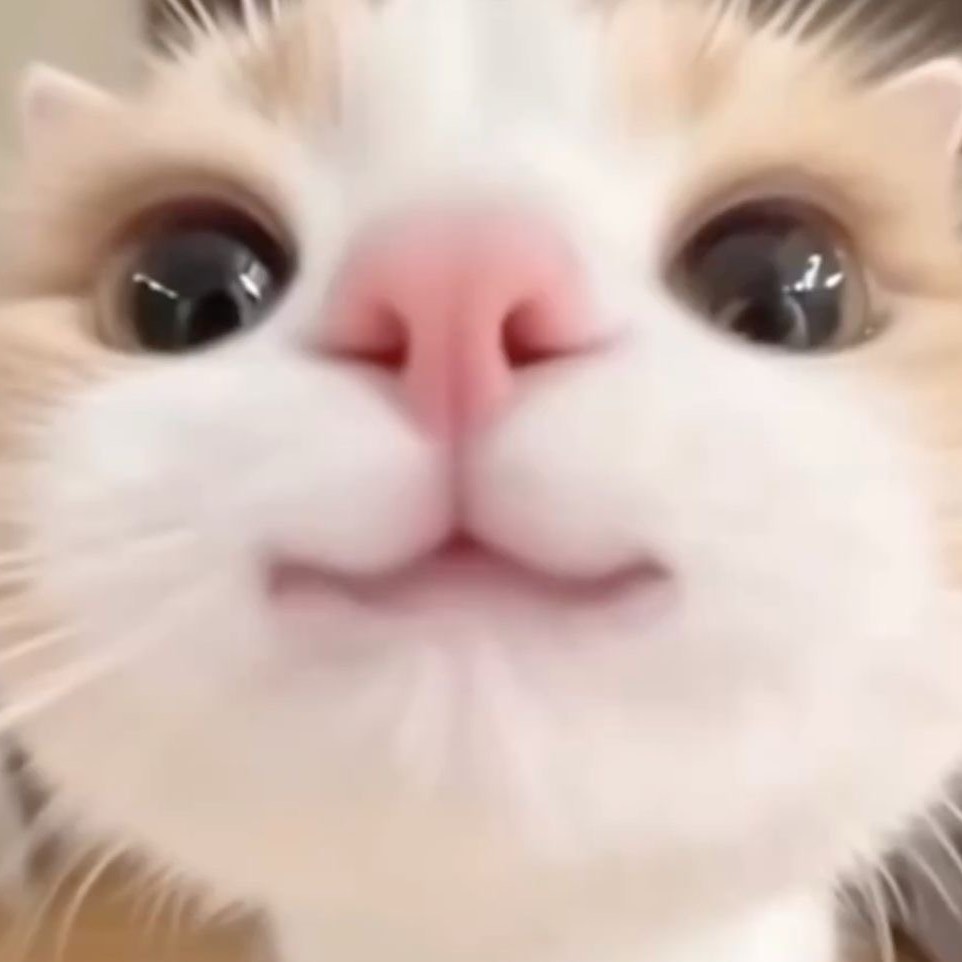 ^._.^。ꫝ⁵@イカれ組