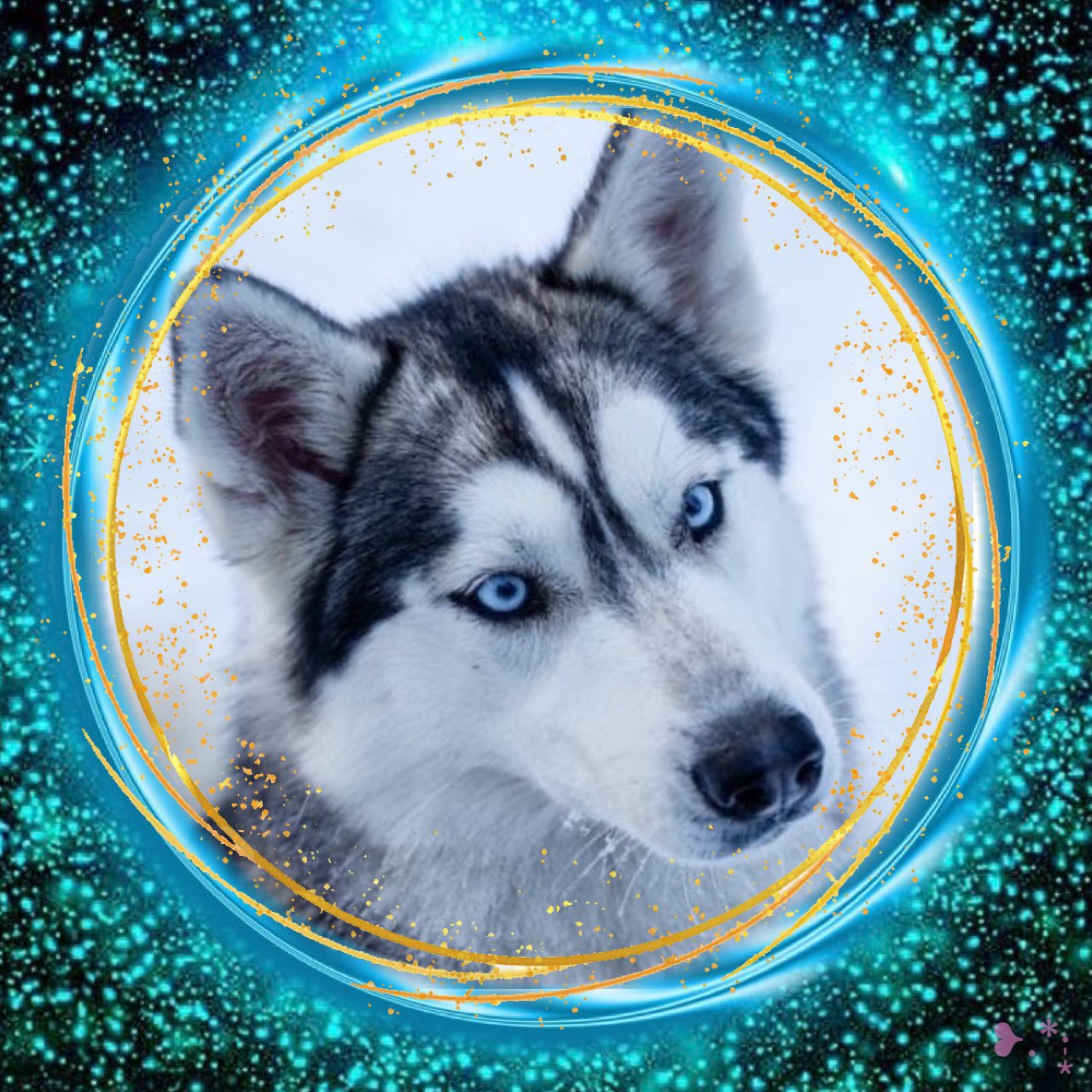 🐺 ࿆ᵂ𝓦olf 番犬❥.*·̩͙ ♕♝