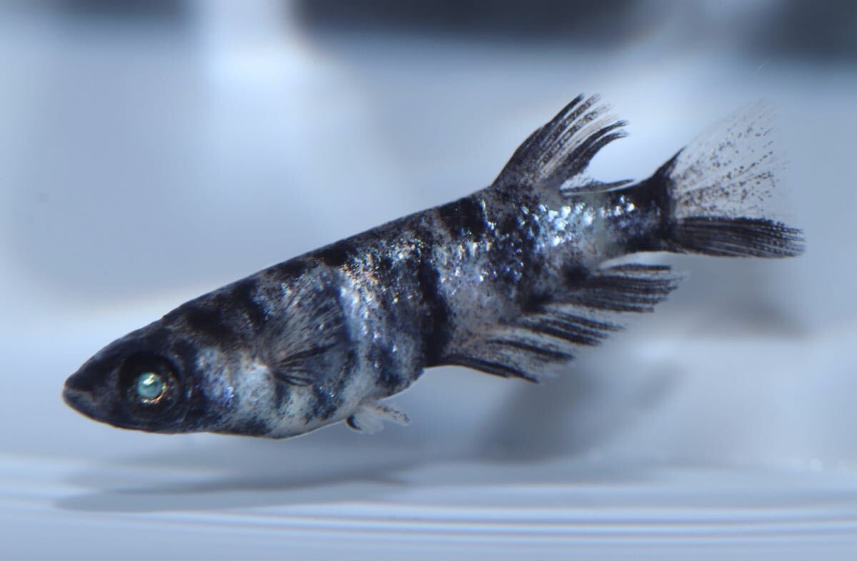 メダカ屋のさっとん