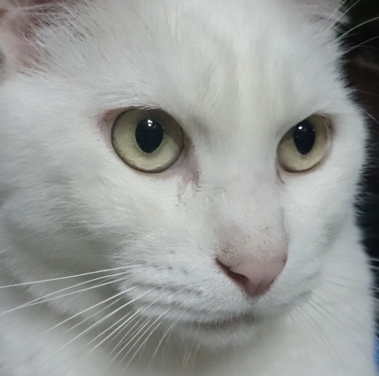 へべれけ(へべ子)𓍯𓈒✲*ﾟ