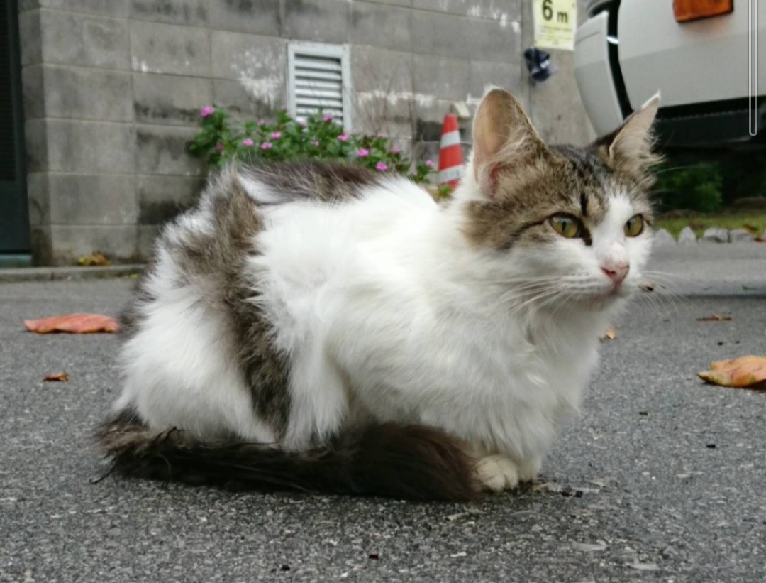 タチバナ