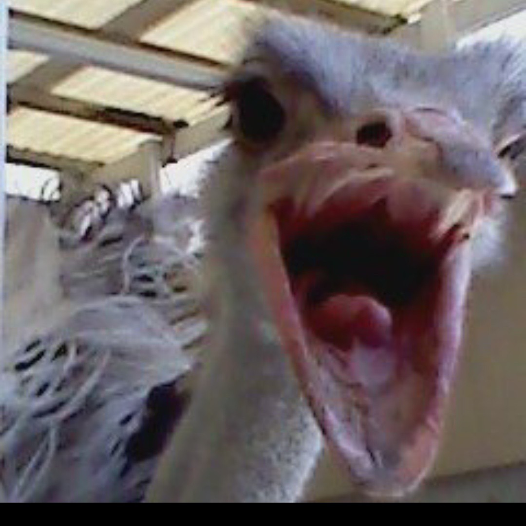 🖤⛄ブラックスノー💫✨