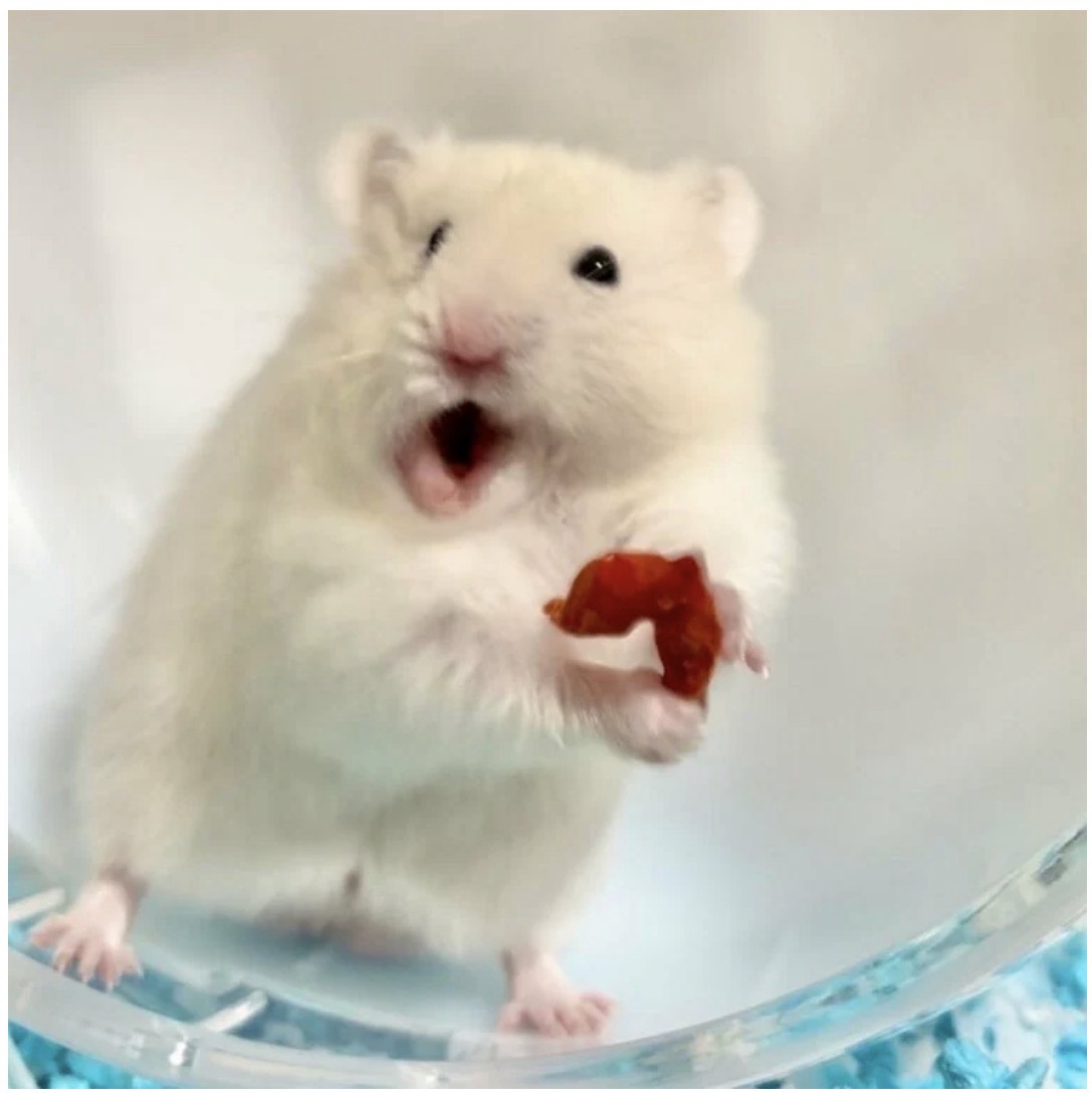 じゃっくさん🐹castあげたよ