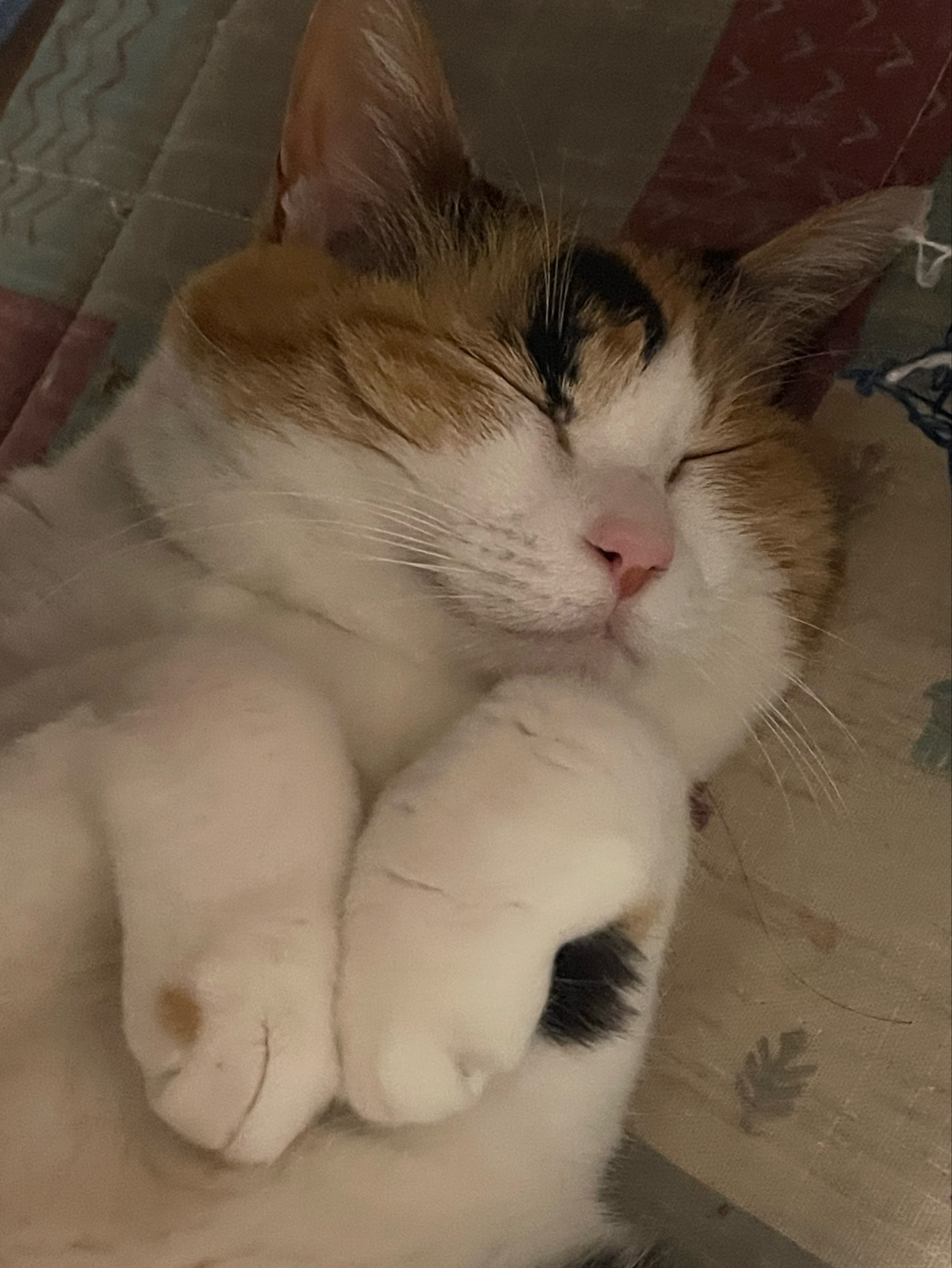 Spica❁⃘*.ﾟ🍉にゃーどる