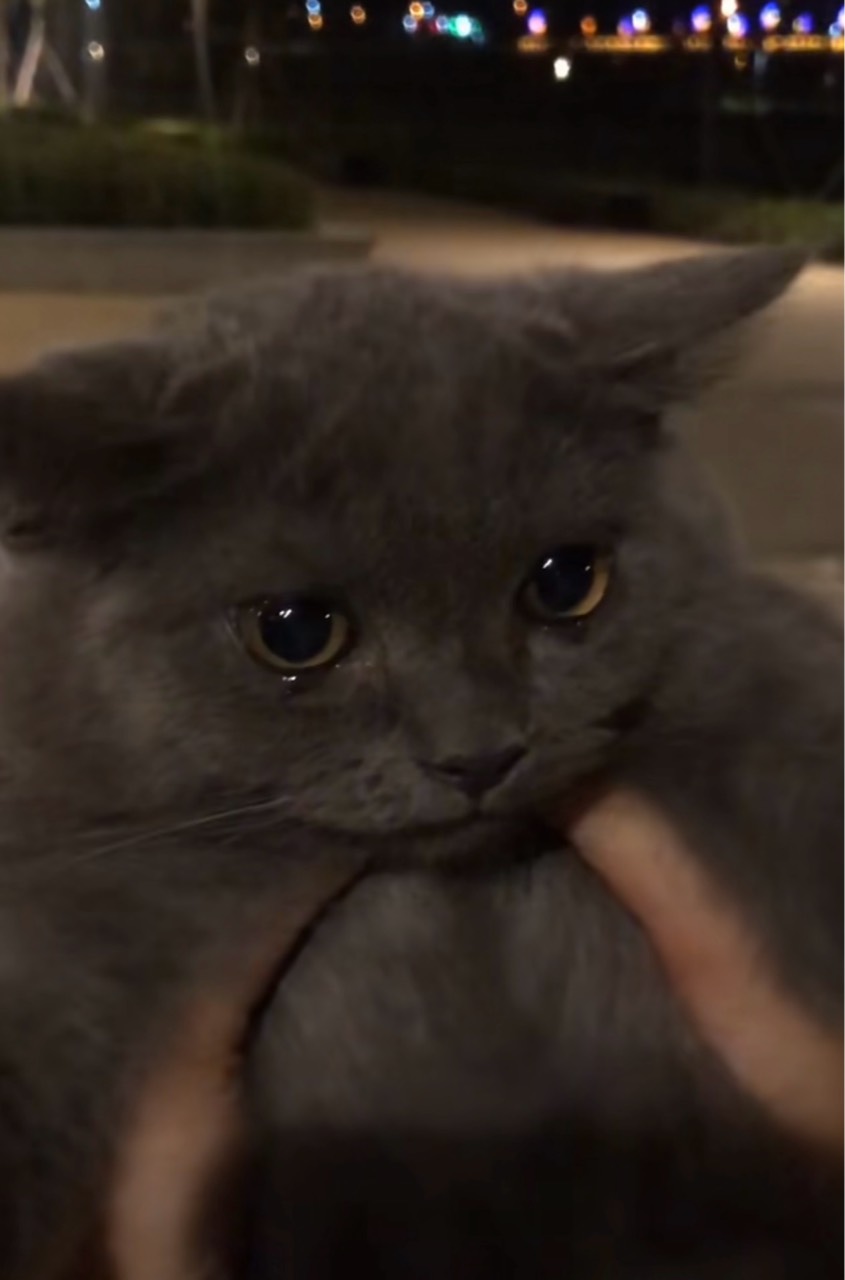 しゃーぷ