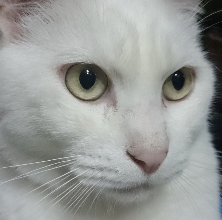 へべれけ(へべ子)𓍯𓈒✲*ﾟ