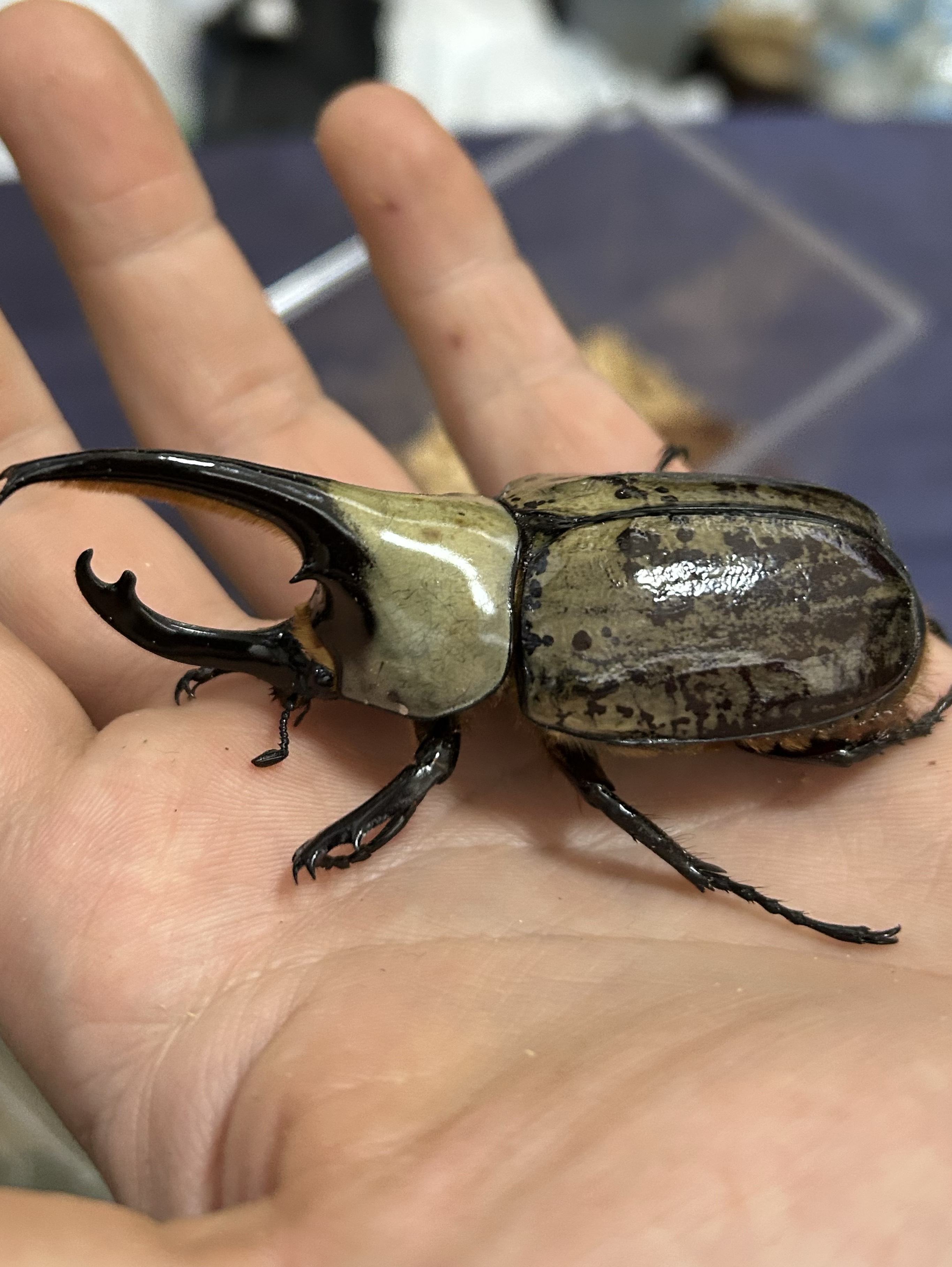 直カエル-sugu kaeru-