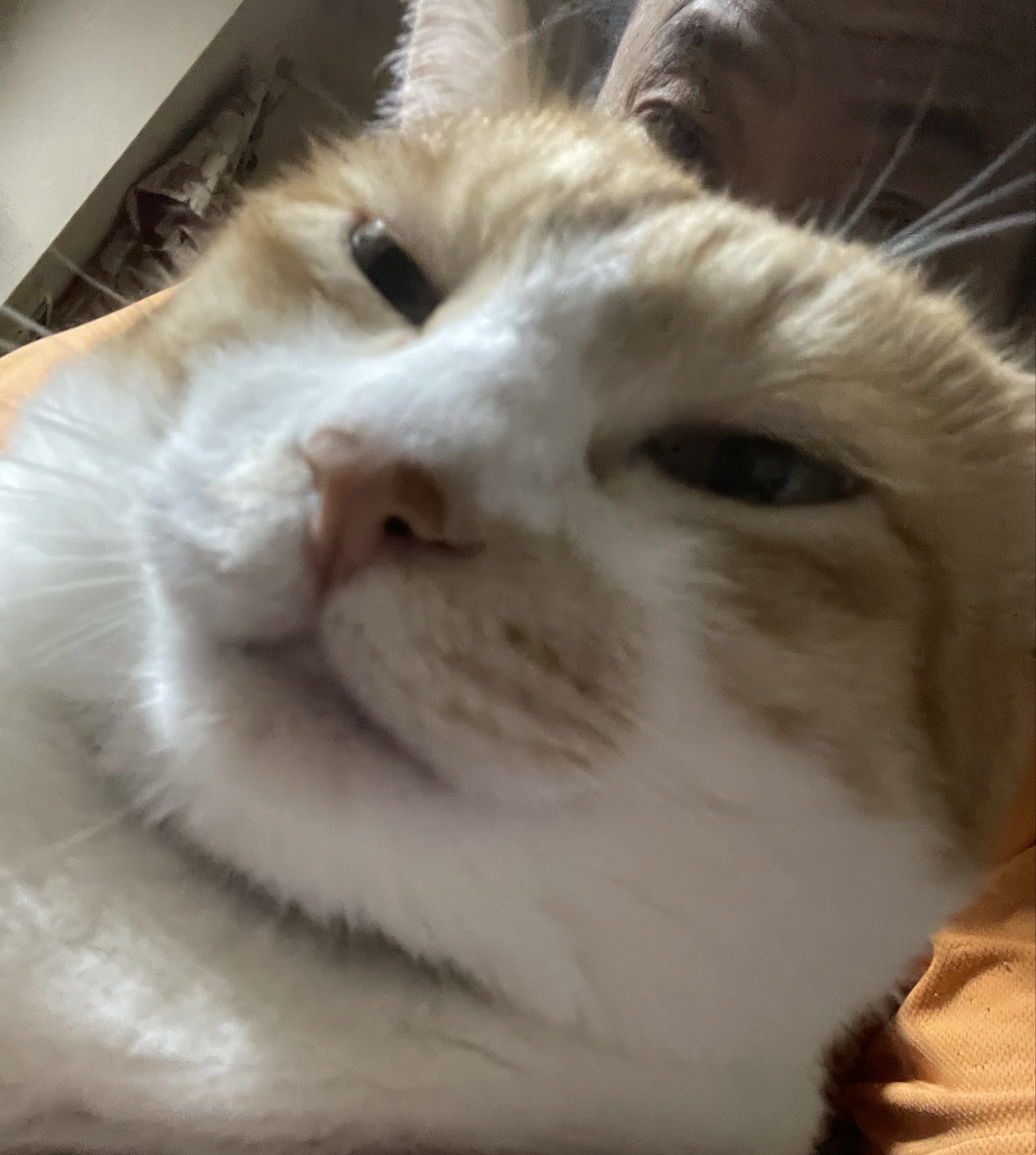 Mohikan  Ｚ☠️♐︎🪓🪓