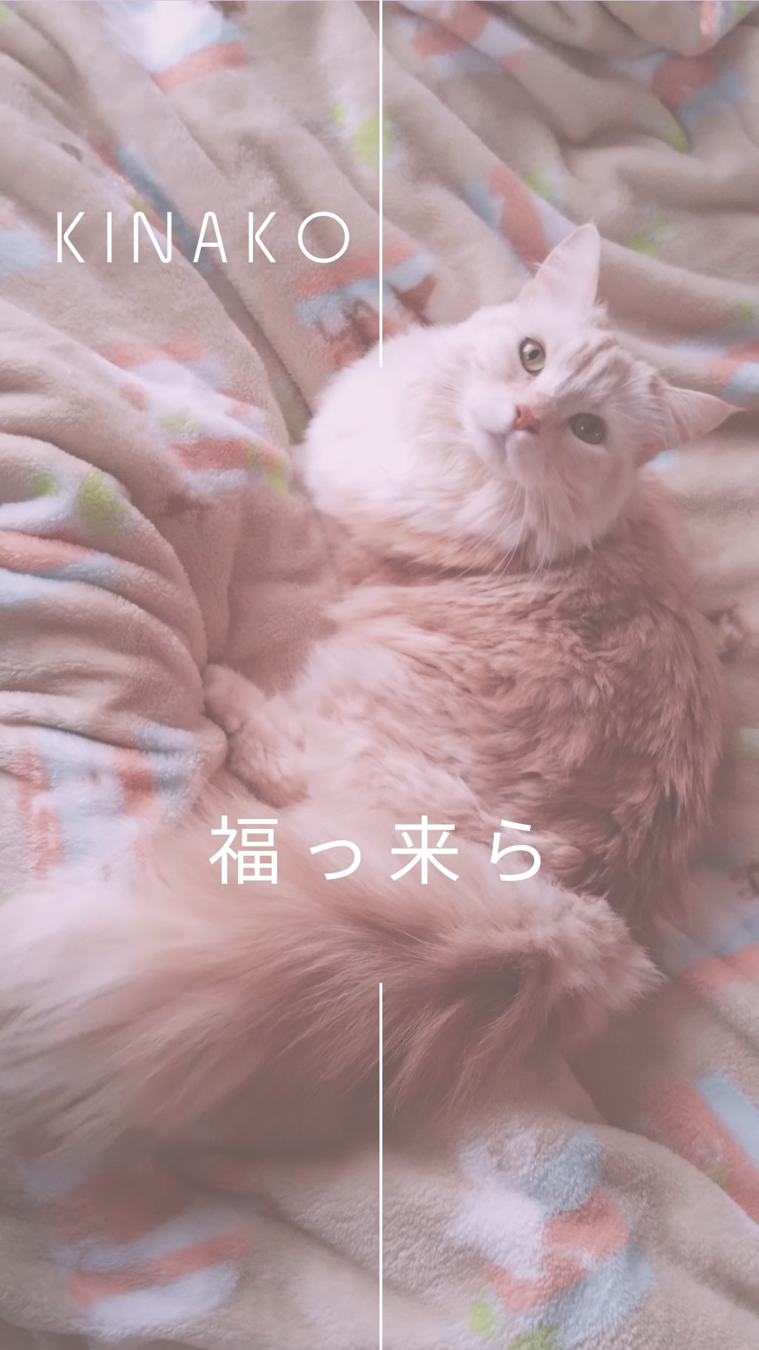 🫧𝓚☘︎︎きなこ⁎✧⡱