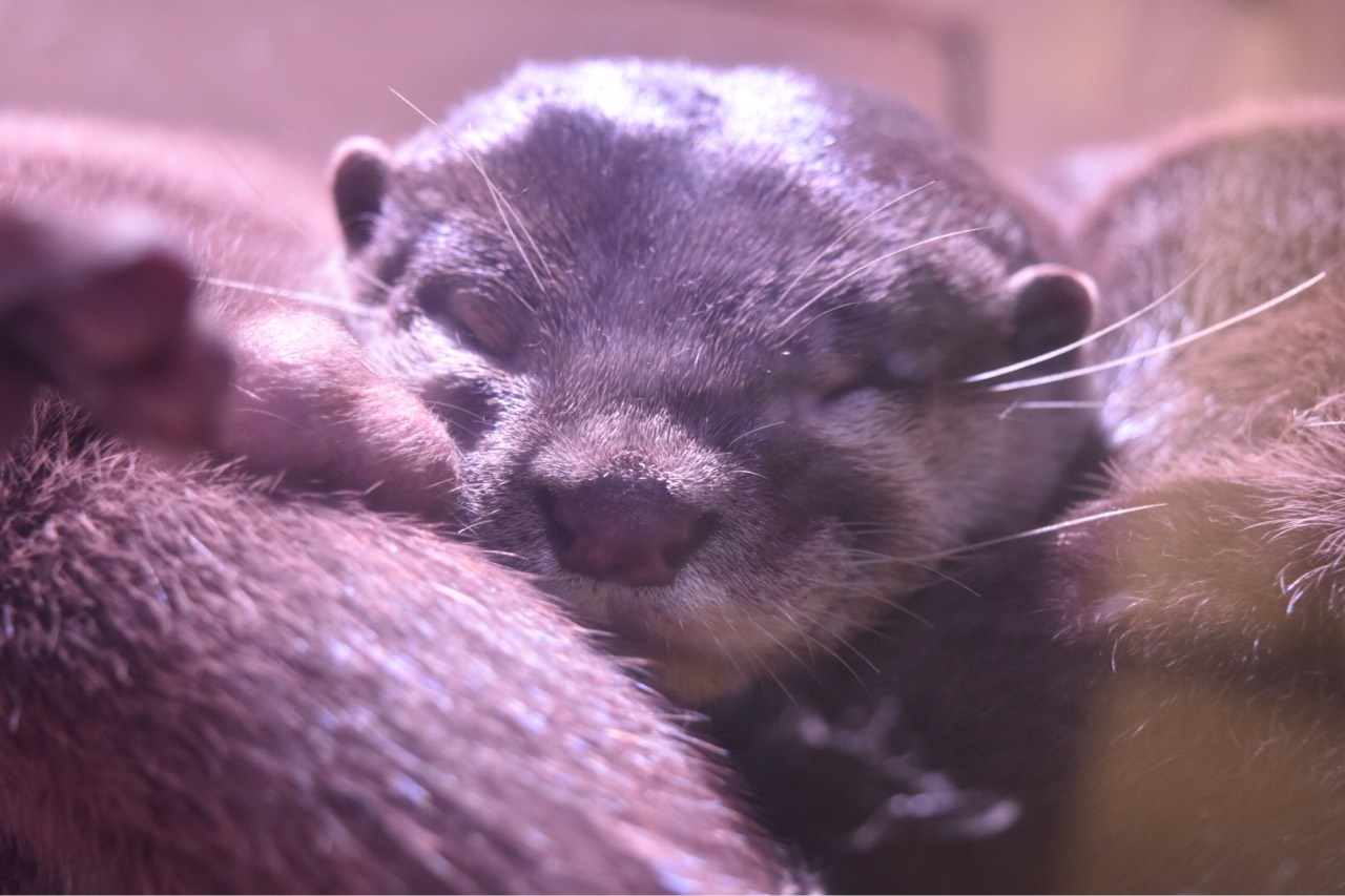 ただのひろ