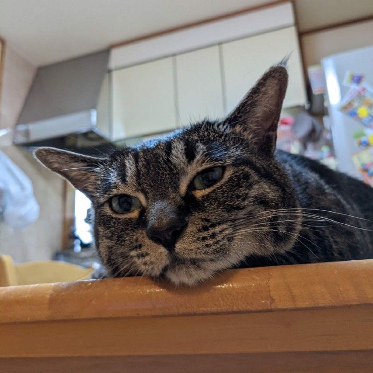 ネコヒゲシンガソン