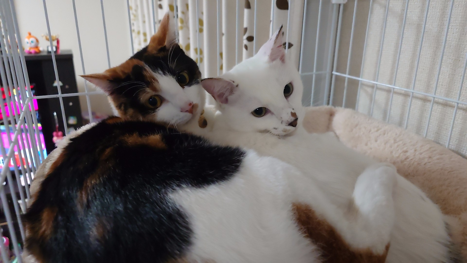 いるか@マイペース  Y⃞̤̺*❅·̩͙